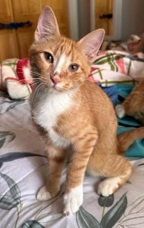 John, an adopted Domestic Short Hair in Roslindale, MA image 3/4