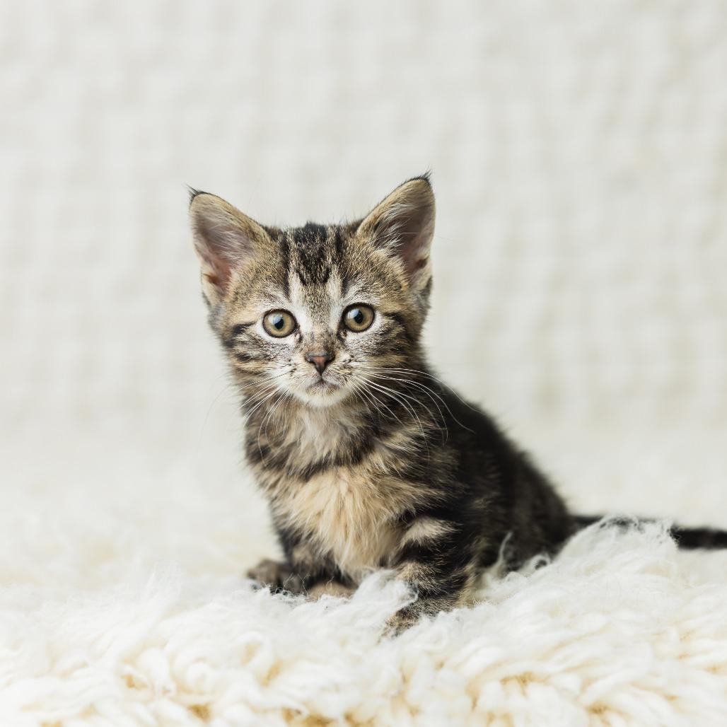 Jynx, Adoptable, Kitten Female Domestic Short Hair.