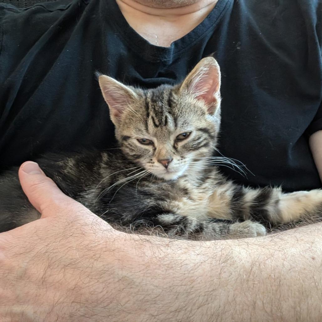 Enlarge Jynx, a Adoptable Domestic Short Hair in St. Paul, MN image 2/6