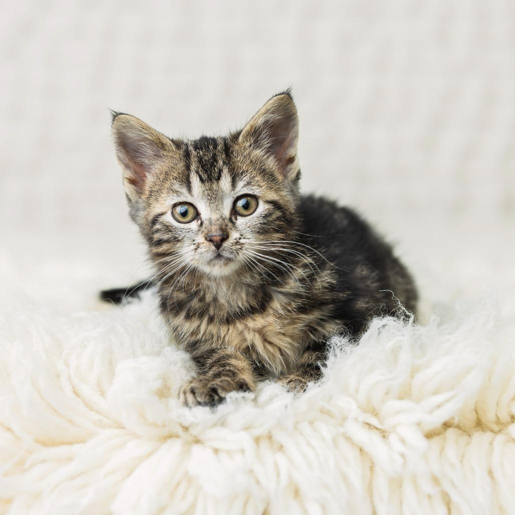 Enlarge Jynx, a Adoptable Domestic Short Hair in St. Paul, MN image 3/6