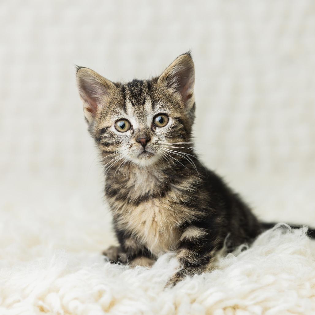 Enlarge Jynx, a Adoptable Domestic Short Hair in St. Paul, MN image 5/6