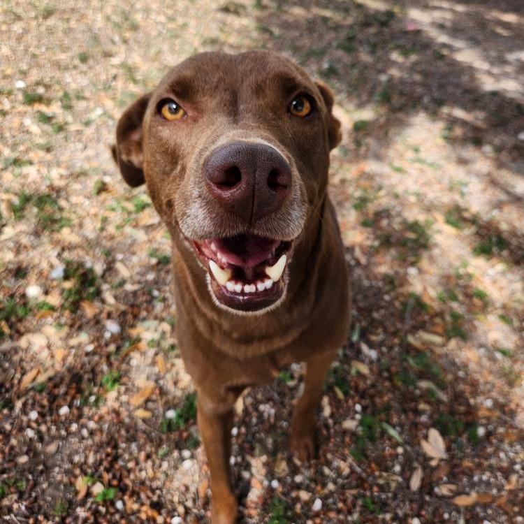 Milwaukee, a Adoptable mixed breed in Corpus Christi, TX image 1/6