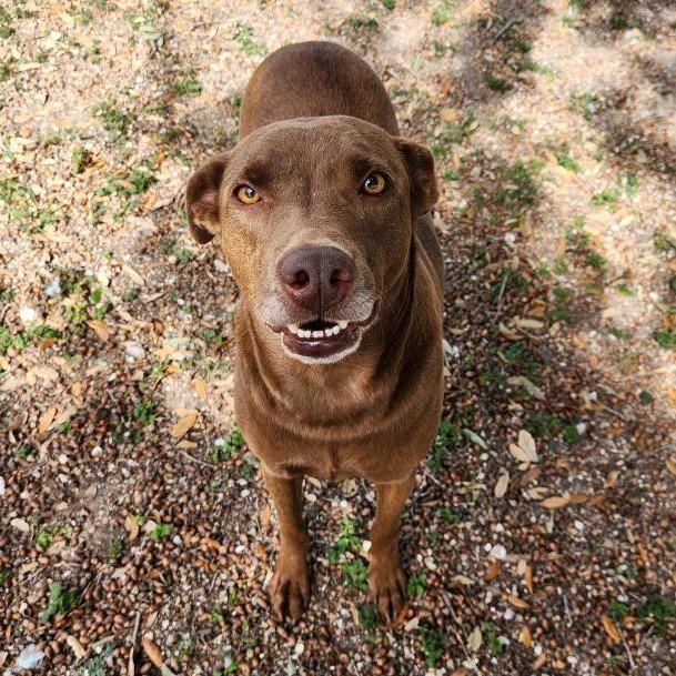 Milwaukee, a Adoptable mixed breed in Corpus Christi, TX image 2/6