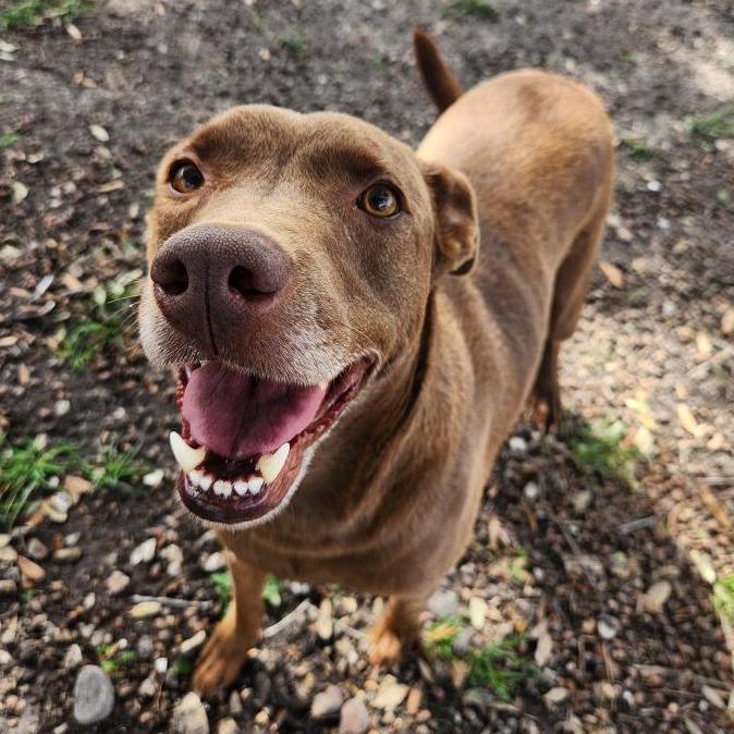 Milwaukee, a Adoptable mixed breed in Corpus Christi, TX image 3/6
