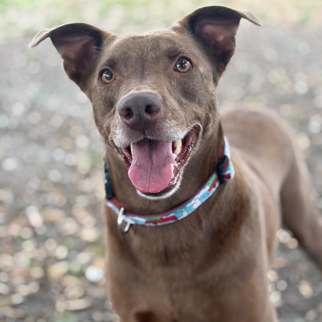Milwaukee, a Adoptable mixed breed in Corpus Christi, TX image 4/6