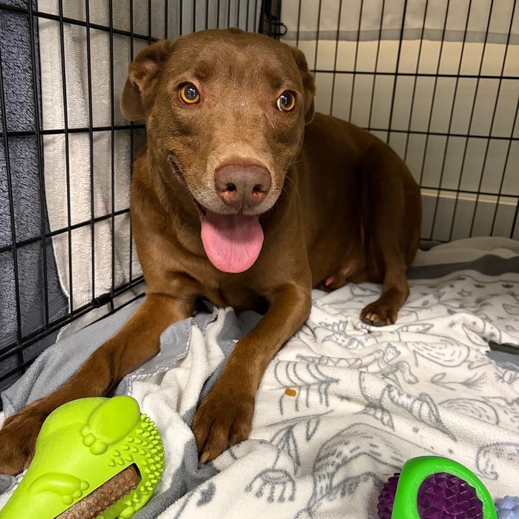 Milwaukee, a Adoptable mixed breed in Corpus Christi, TX image 5/6