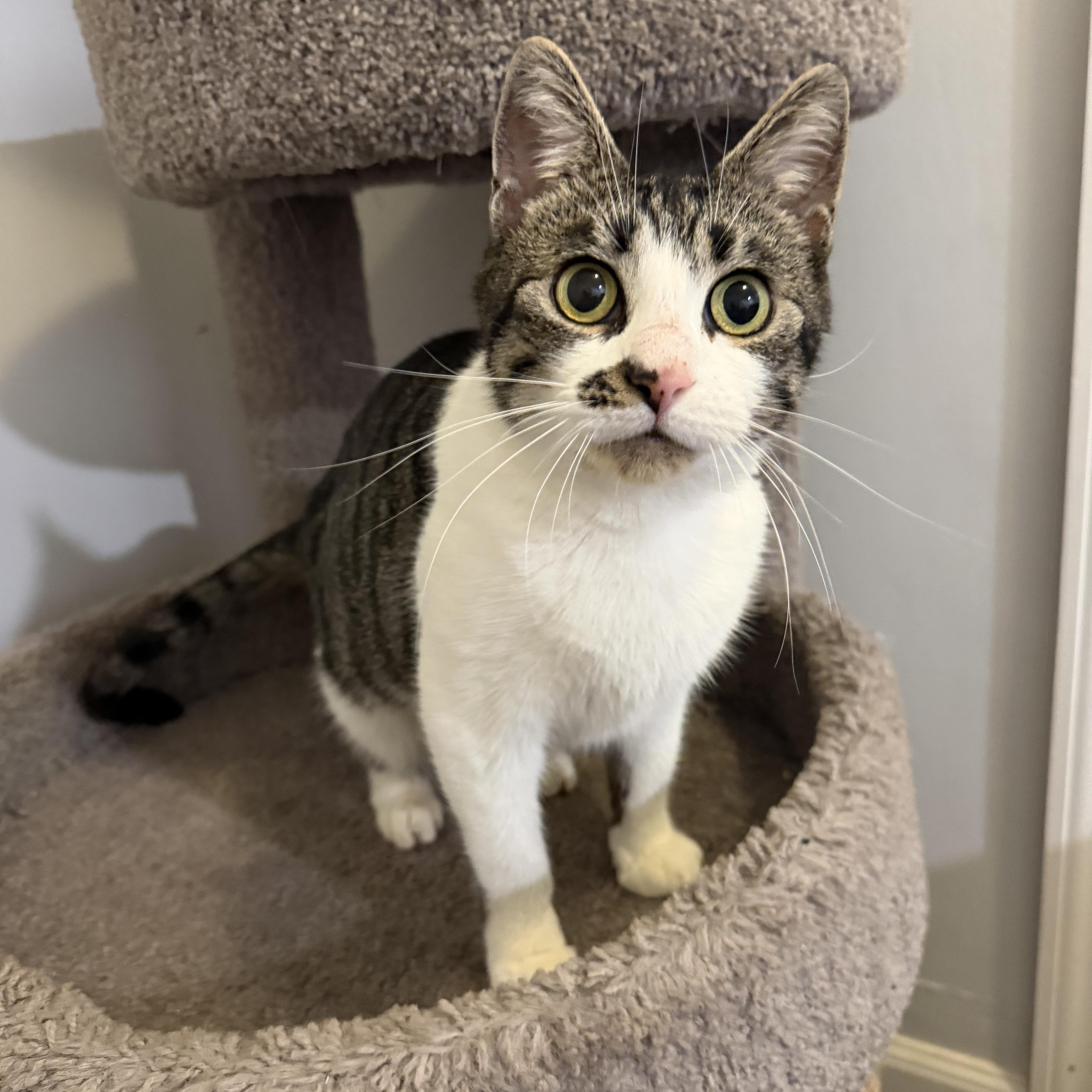 Enlarge COOKIE, a Adoptable Domestic Short Hair in Hamilton, NJ image 1/5