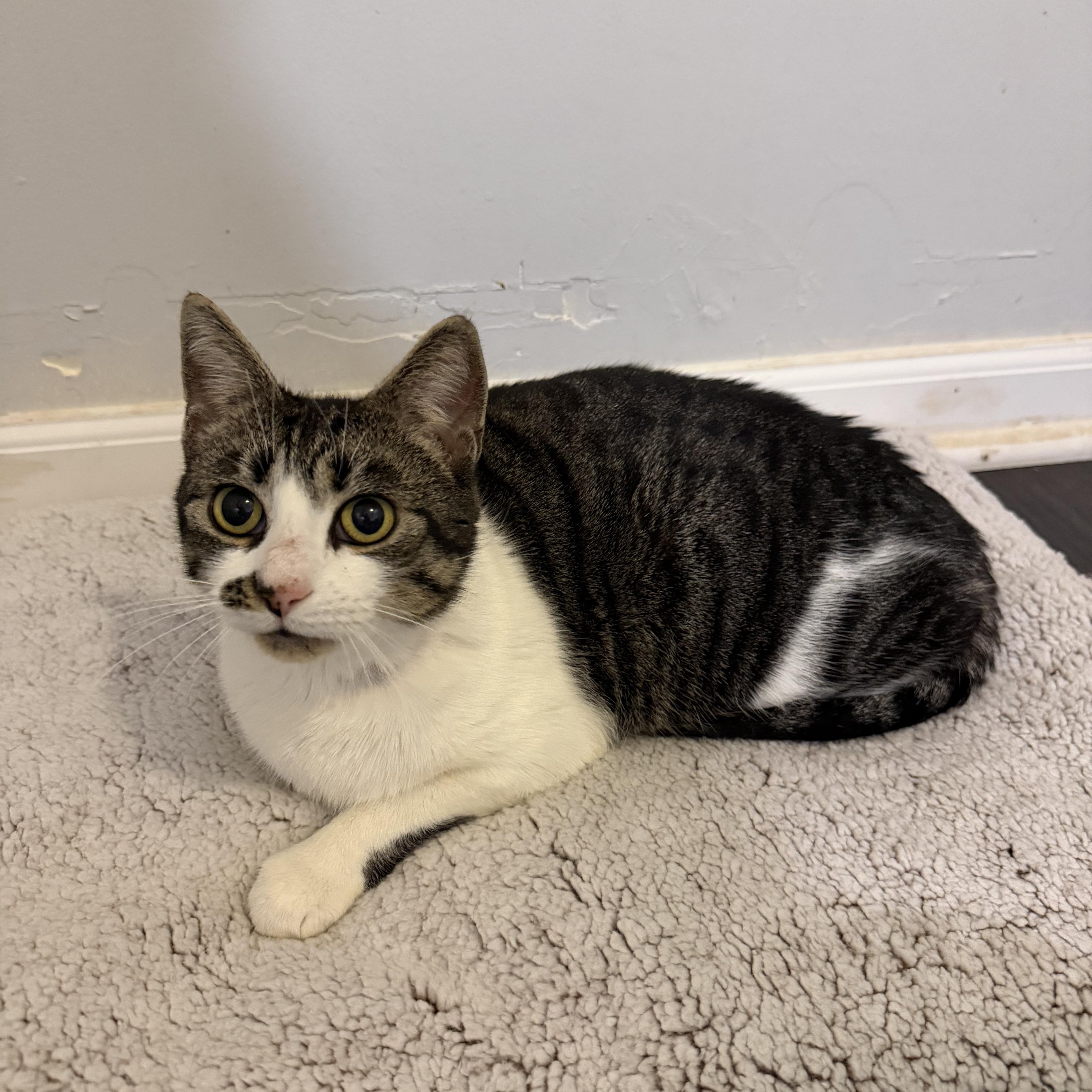 Enlarge COOKIE, a Adoptable Domestic Short Hair in Hamilton, NJ image 3/5