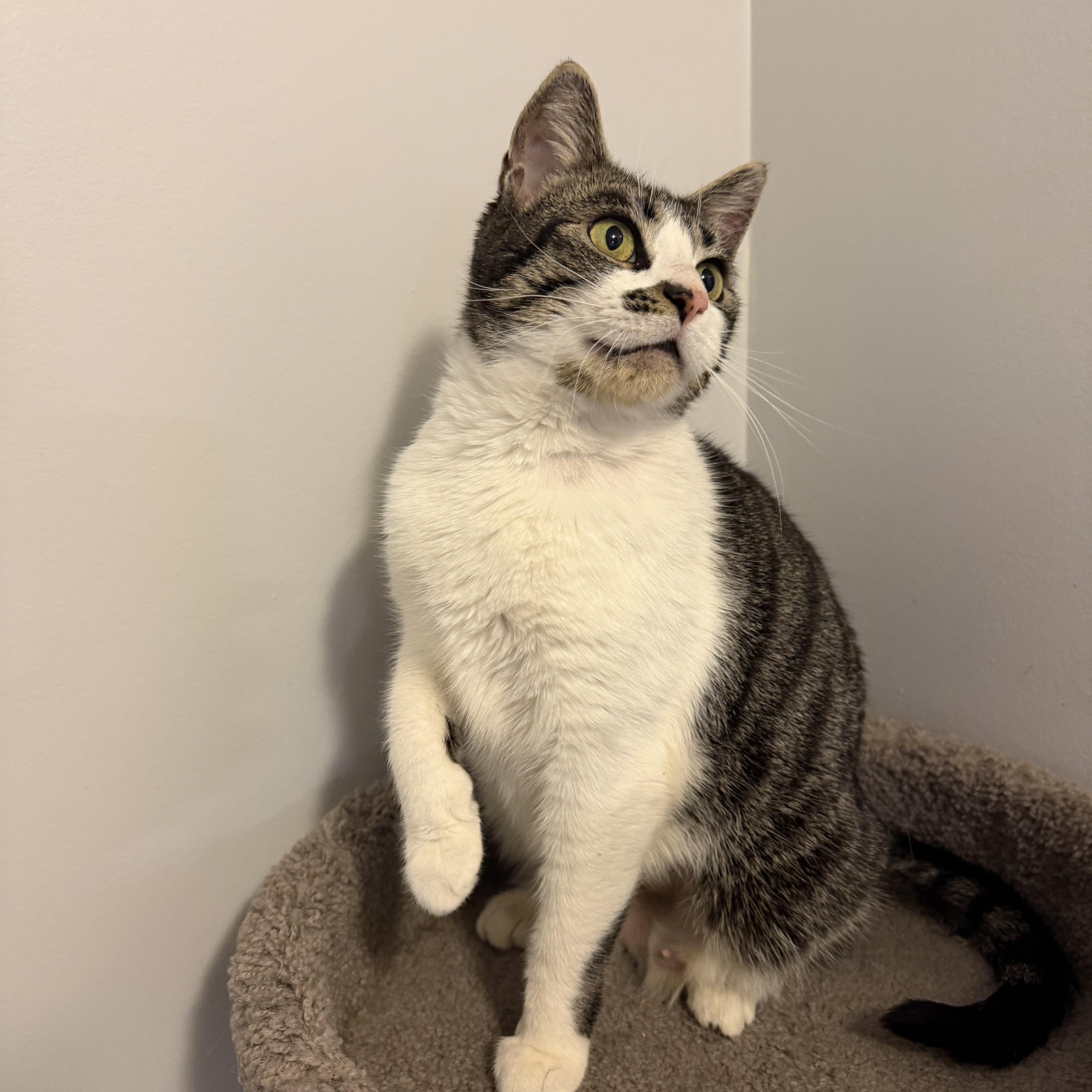 Enlarge COOKIE, a Adoptable Domestic Short Hair in Hamilton, NJ image 2/5
