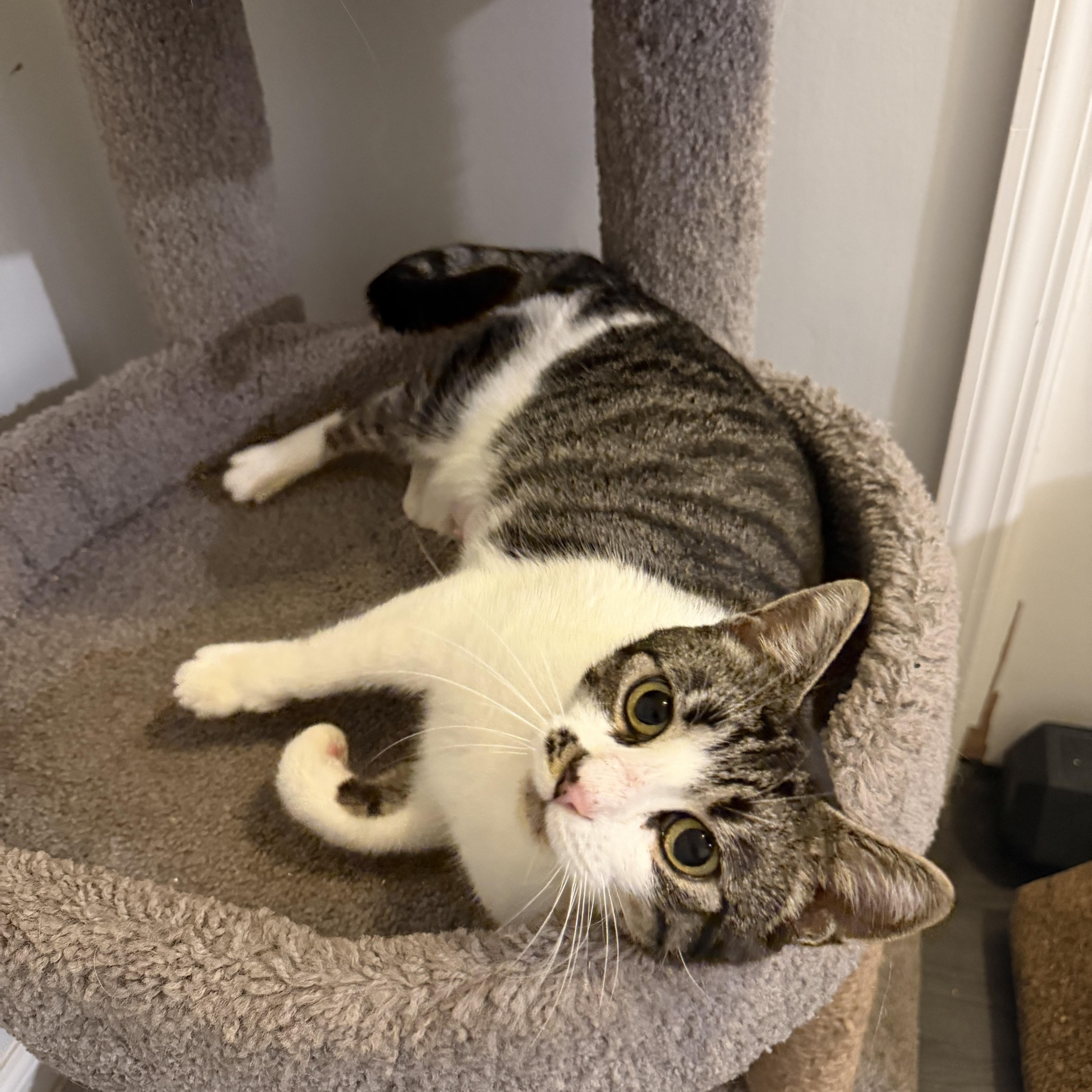 Enlarge COOKIE, a Adoptable Domestic Short Hair in Hamilton, NJ image 5/5