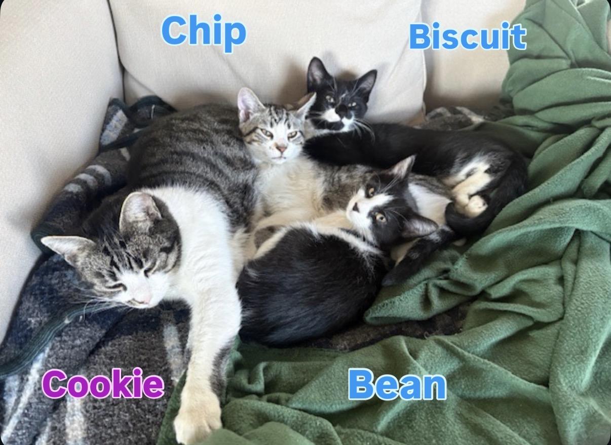 Enlarge COOKIE, a Adoptable Domestic Short Hair in Hamilton, NJ image 2/6