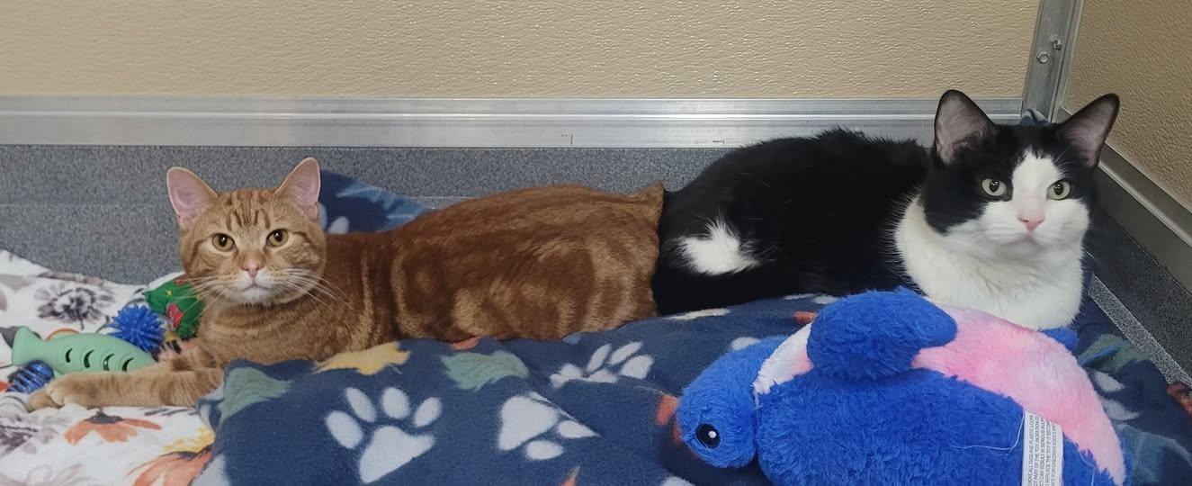 Enlarge Chauncey, an adopted Domestic Short Hair in Tomah, WI image 5/5