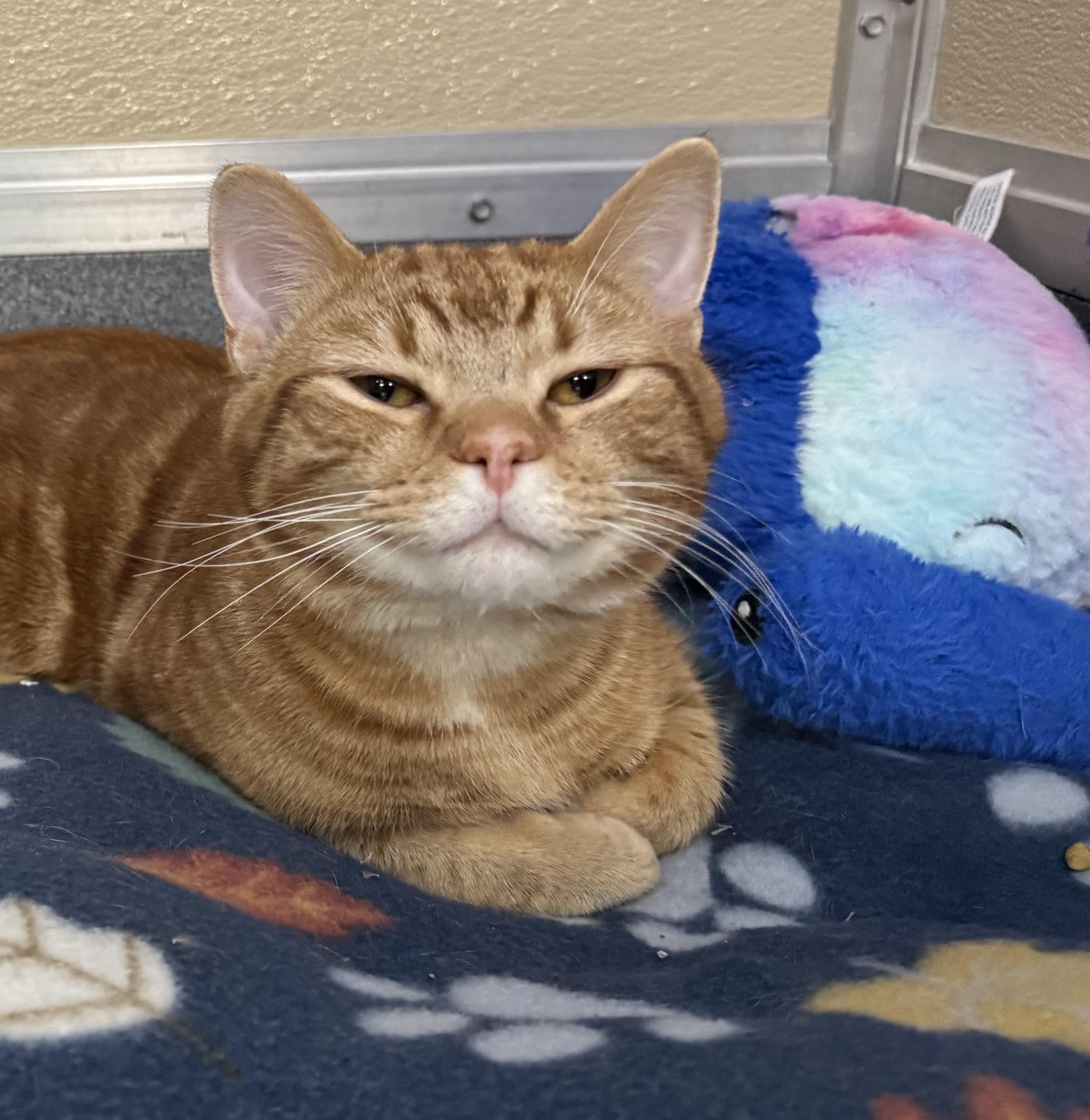 Chauncey, adopted, Adult Male Domestic Short Hair.