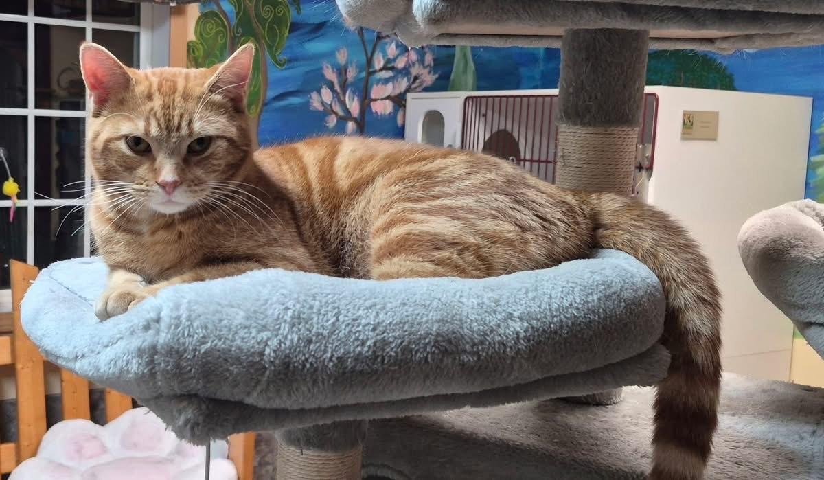 Enlarge Chauncey, an adopted Domestic Short Hair in Tomah, WI image 3/5