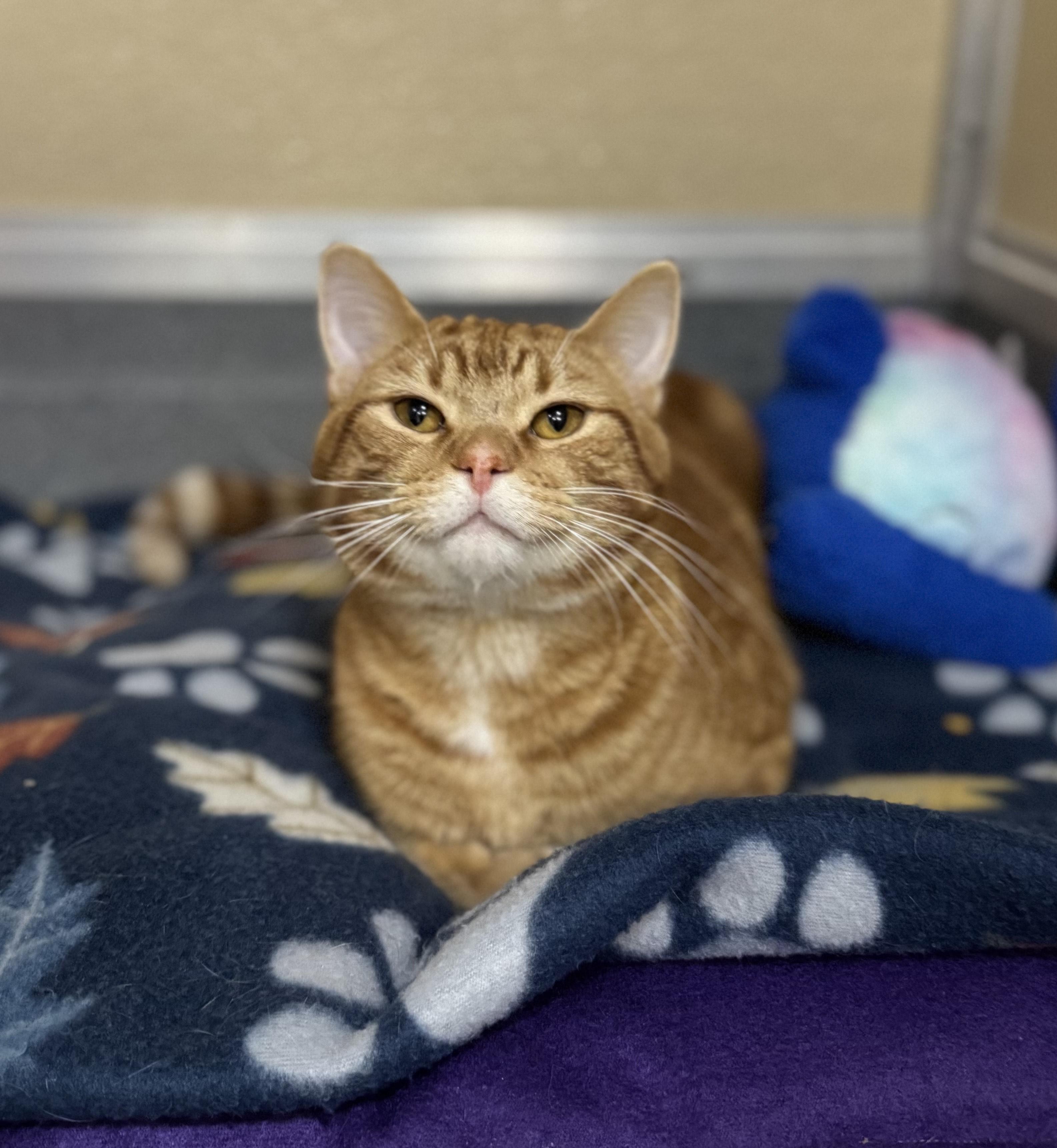 Enlarge Chauncey, an adopted Domestic Short Hair in Tomah, WI image 2/5
