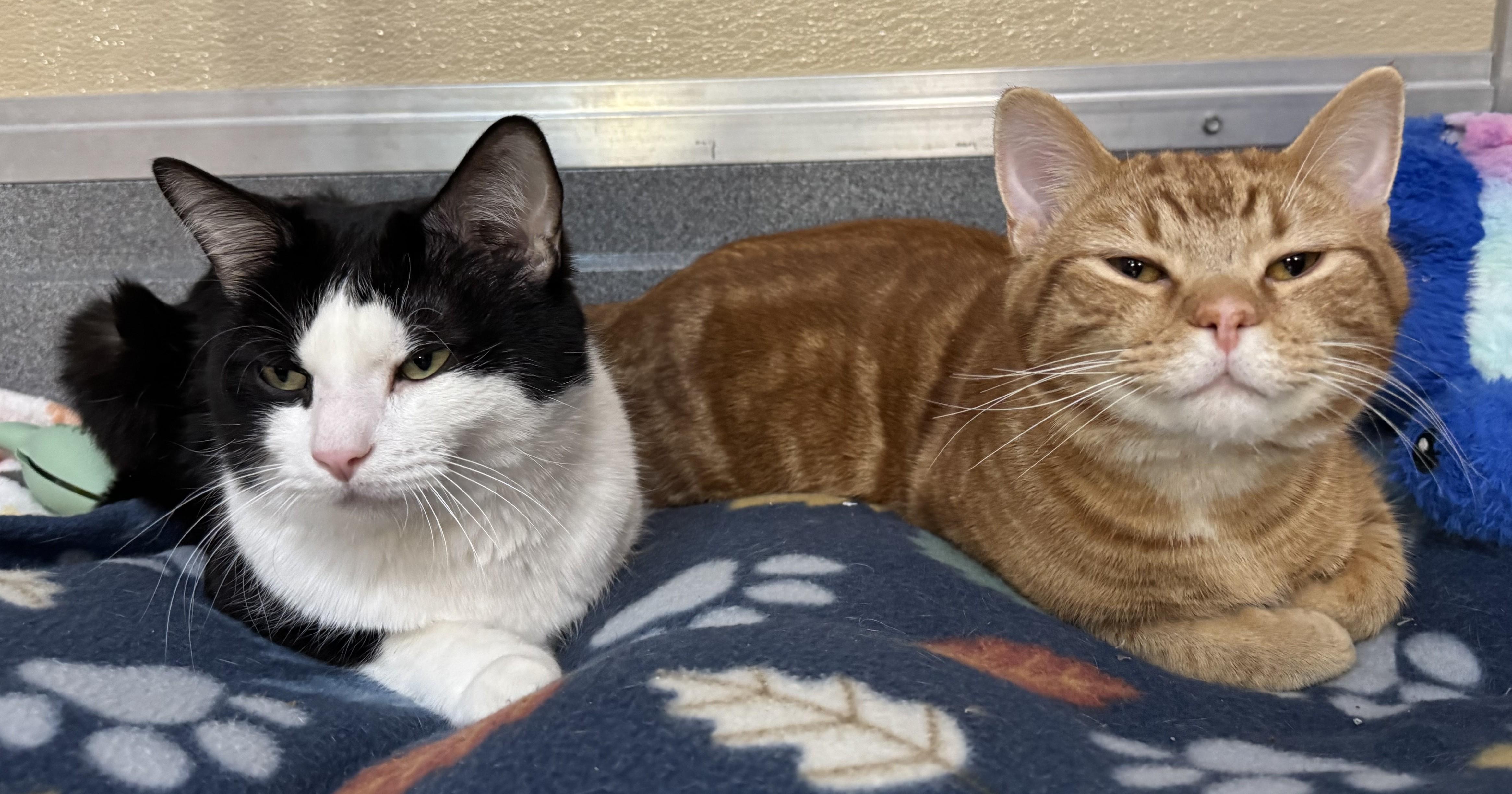 Enlarge Chauncey, an adopted Domestic Short Hair in Tomah, WI image 4/5