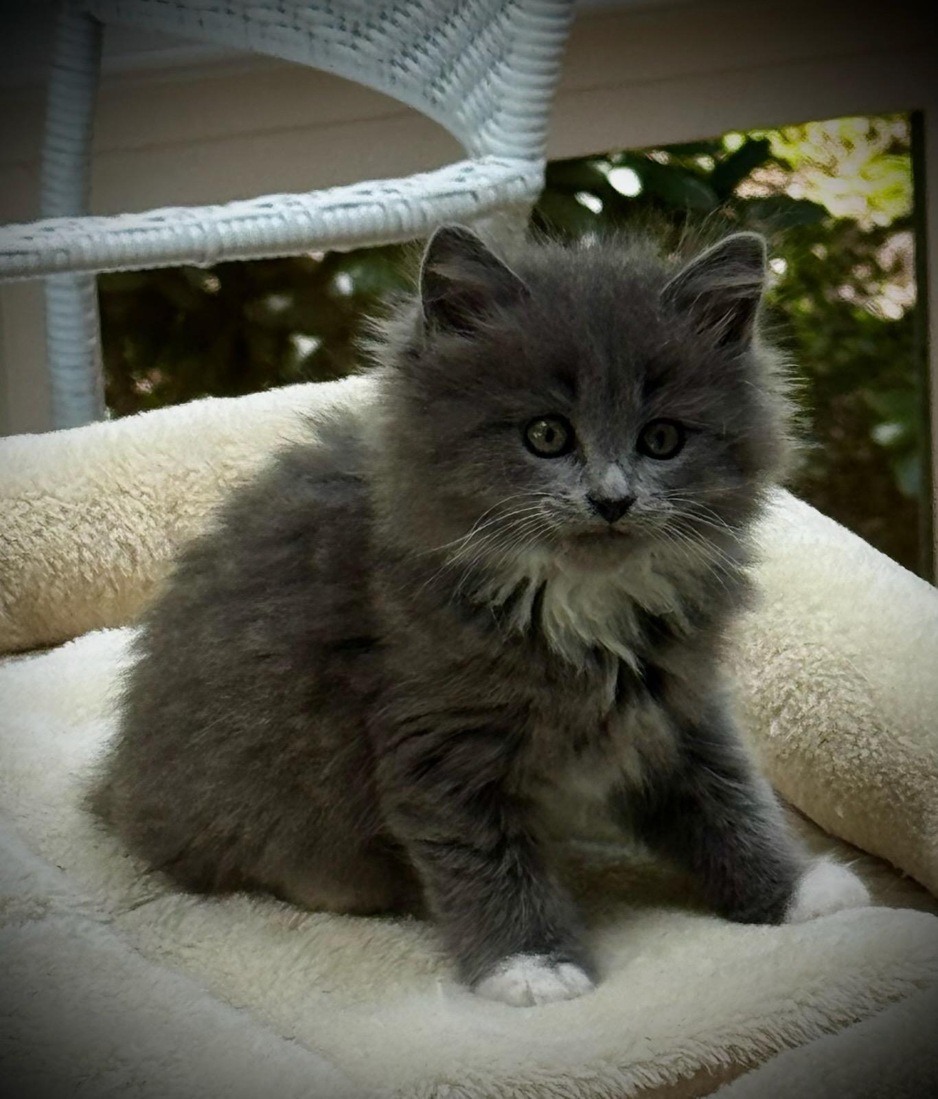 Enlarge Misty and Midnight in foster care, a Adopted Domestic Long Hair in Ellicott City, MD image 1/2