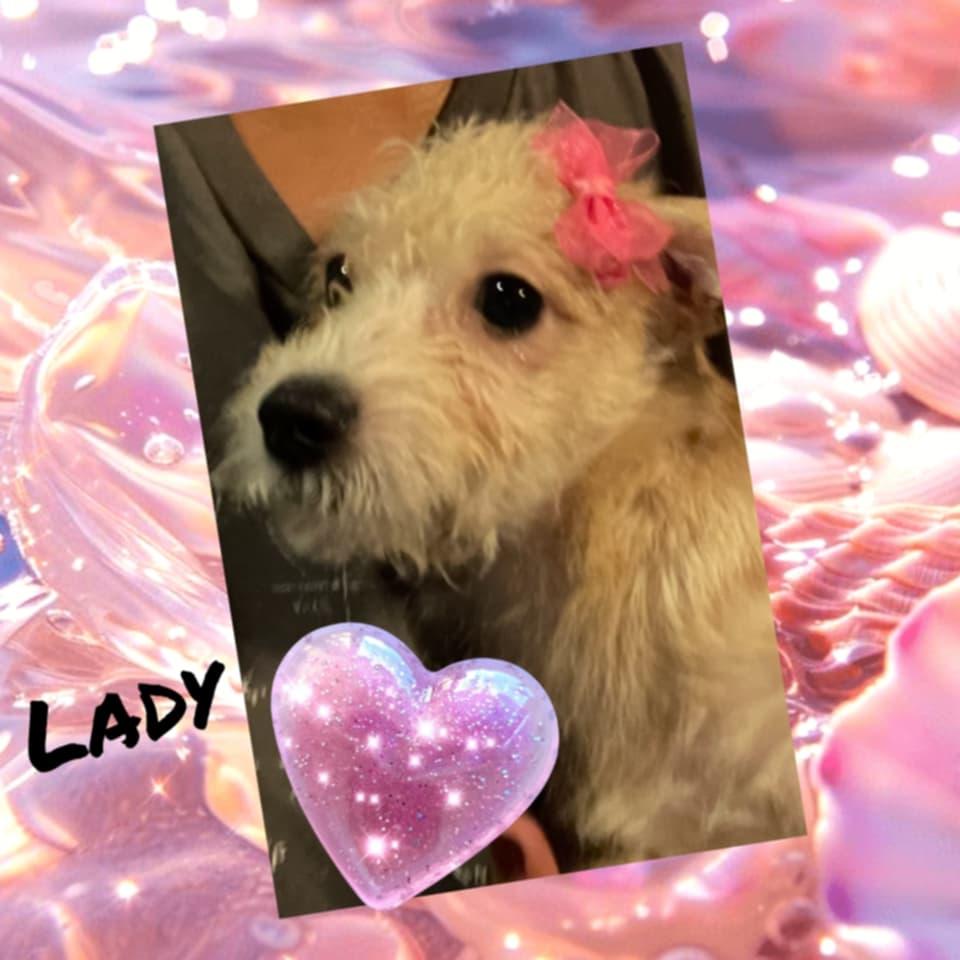 Enlarge Lady, a Adopted Maltipoo in Wrightwood, CA image 1/1