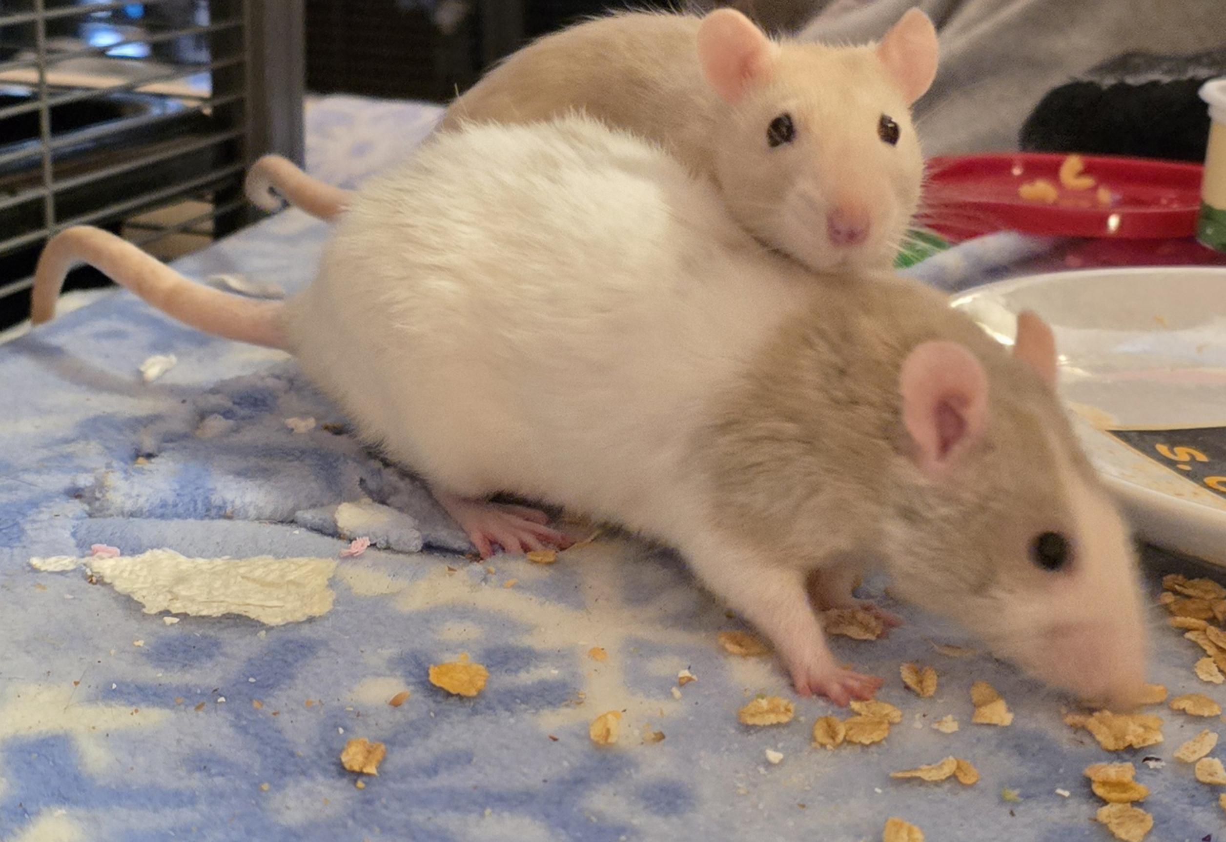 Lailai & Cris BONDED PAIR, Adoptable, Young Female Rat.