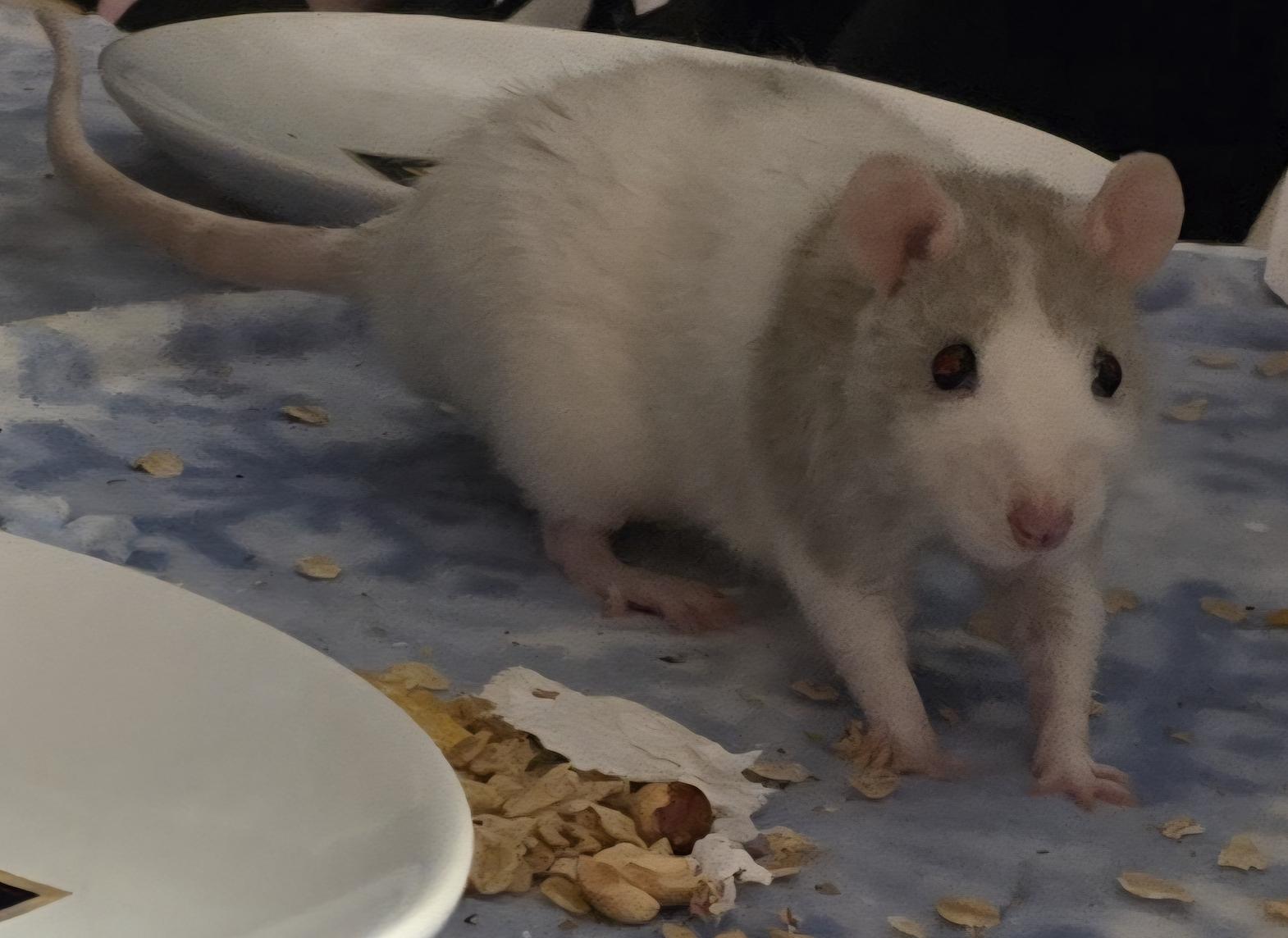 Lailai & Cris BONDED PAIR, a Adoptable Rat in Minneapolis, MN image 3/4