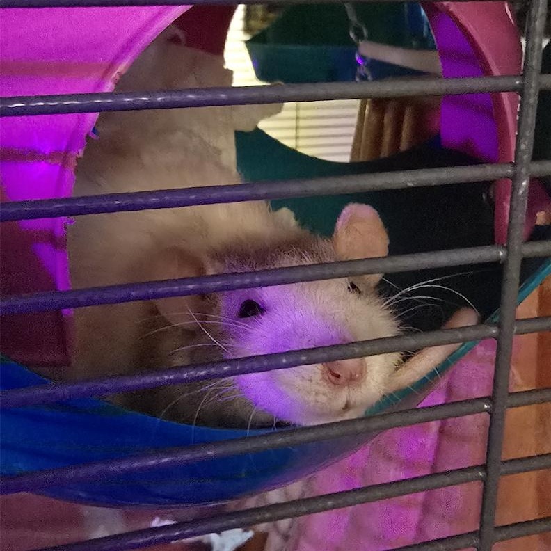 Lailai & Cris BONDED PAIR, a Adoptable Rat in Minneapolis, MN image 4/4