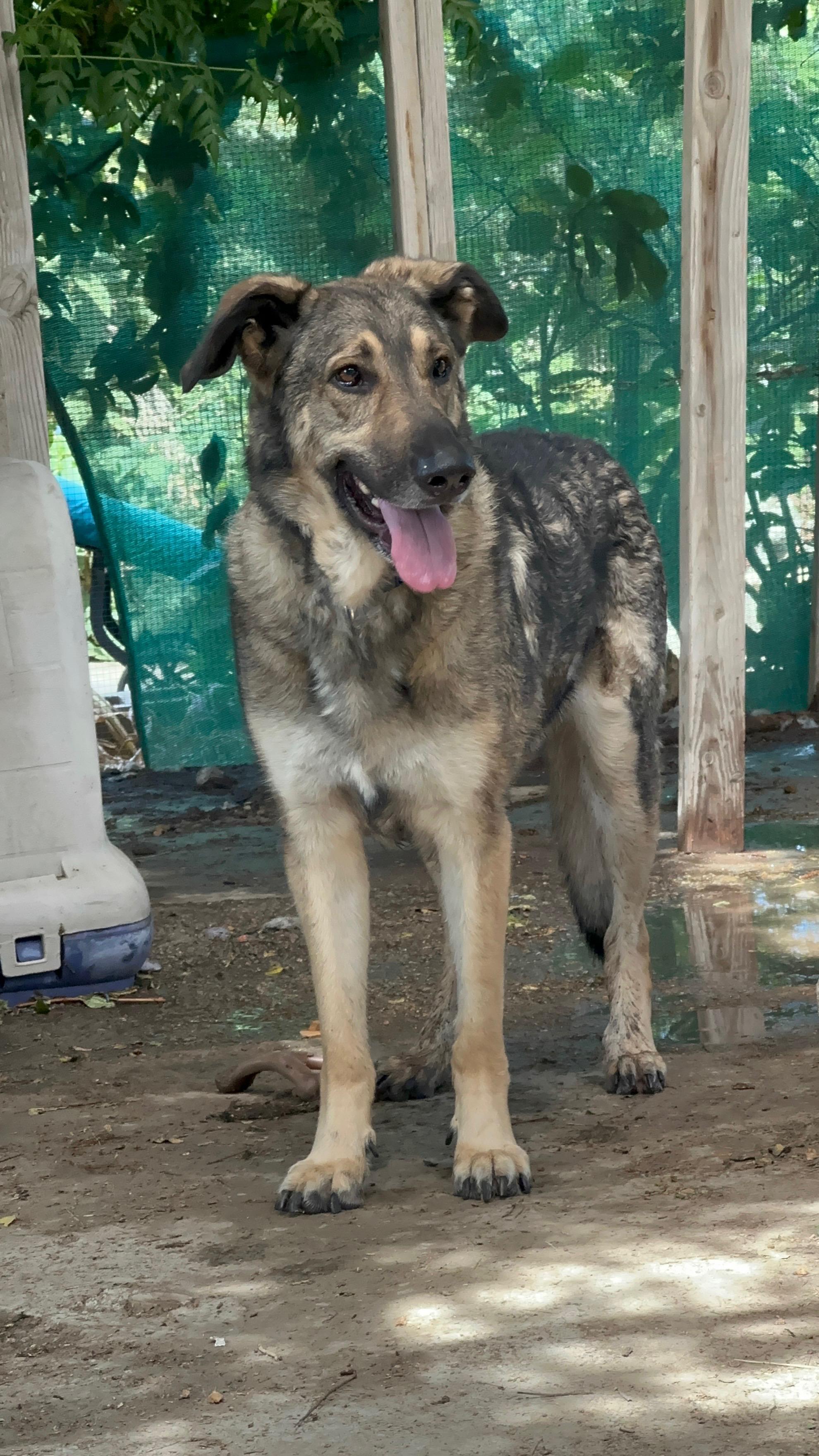 Enlarge Frank~ loving and loyal companion, a Adoptable German Shepherd Dog in Wilsonville, OR image 1/5