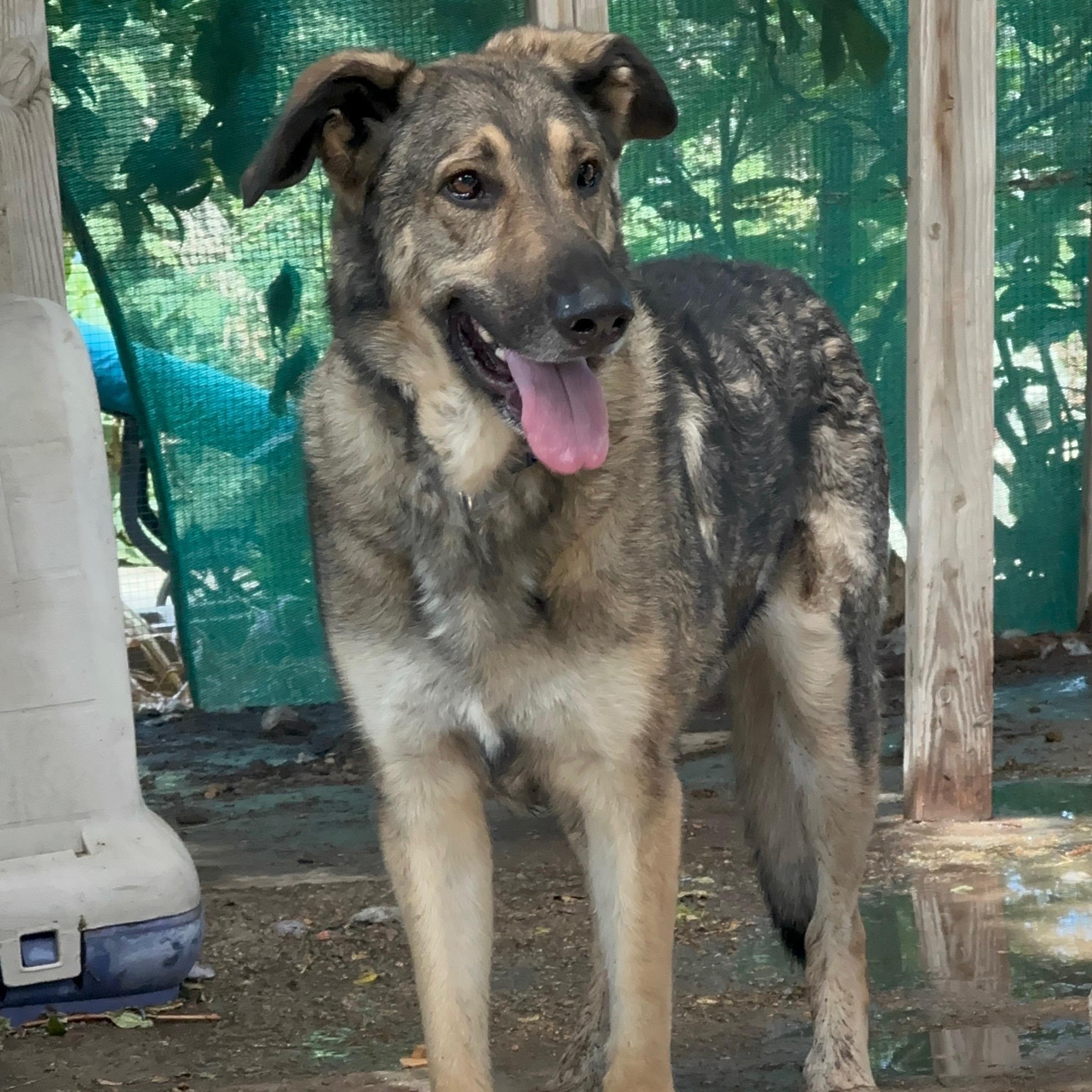 Enlarge Frank~ cat and dog loving , a Adoptable German Shepherd Dog in Irvine, CA image 2/5