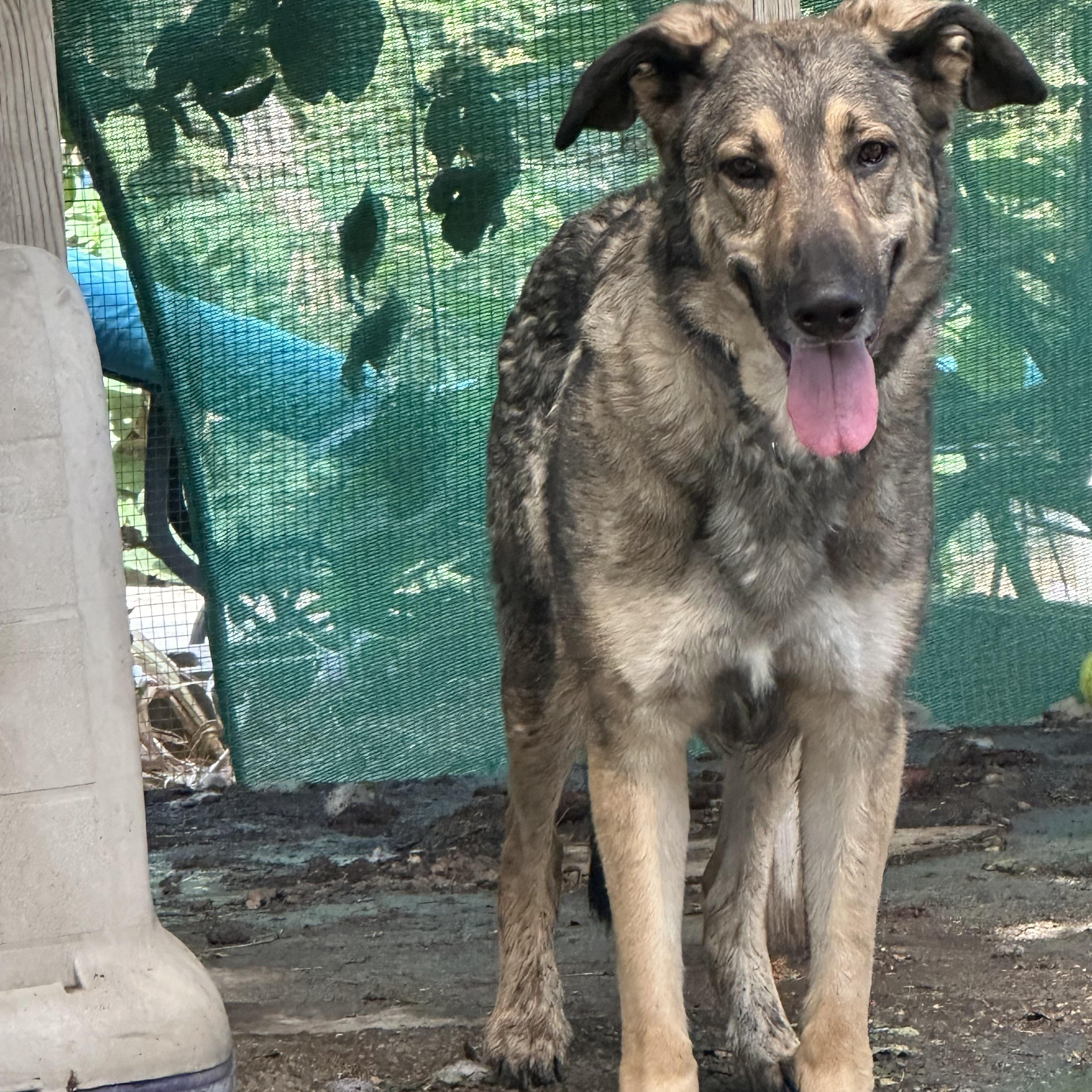 Enlarge Frank~ loving and loyal companion, a Adoptable German Shepherd Dog in Wilsonville, OR image 3/5