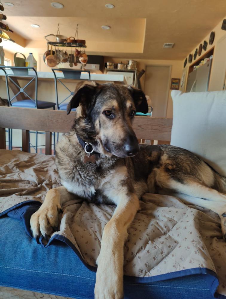 Enlarge Frank~ loving and loyal companion, a Adoptable German Shepherd Dog in Wilsonville, OR image 4/5