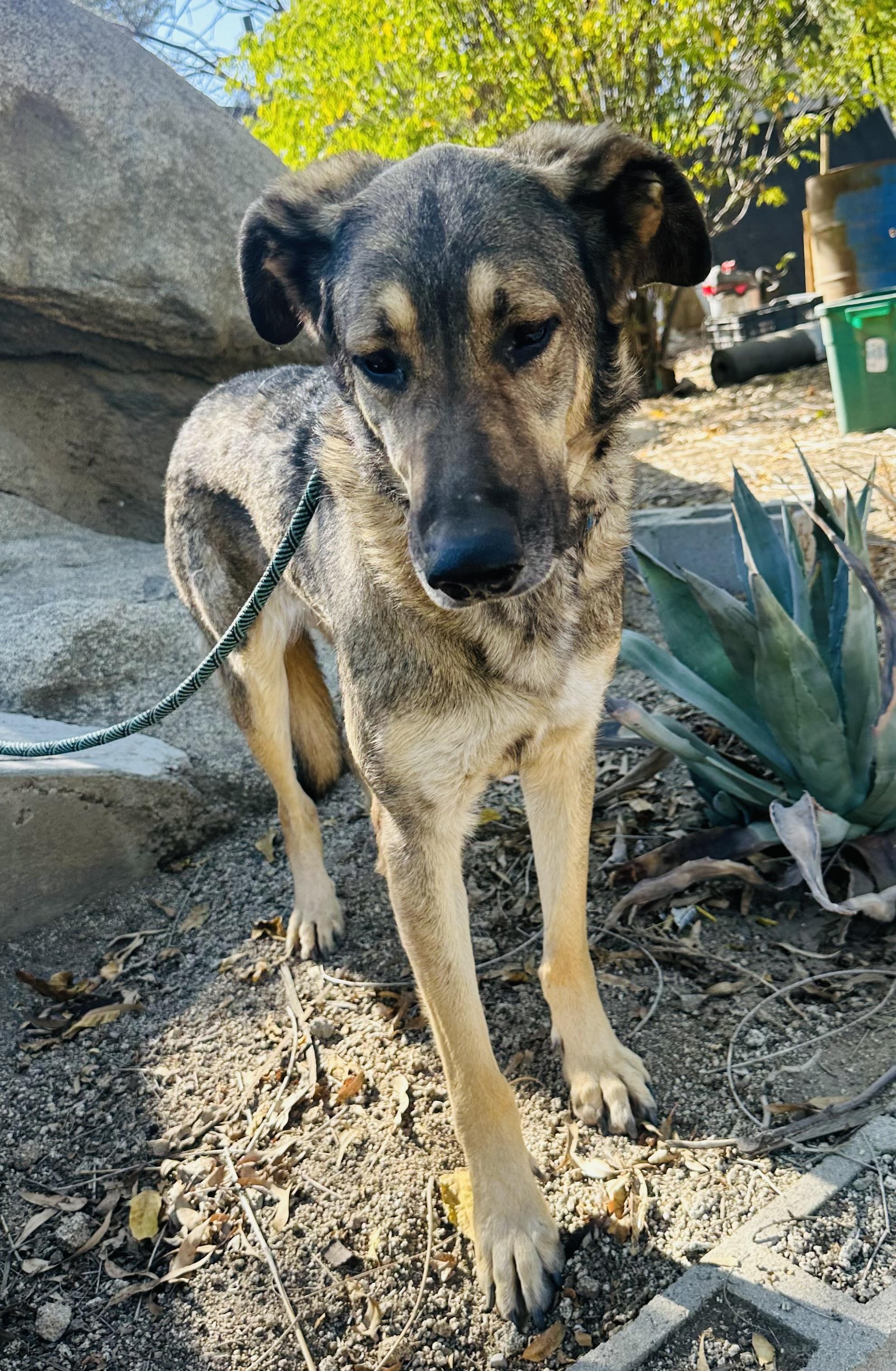 Enlarge Frank~ loving and loyal companion, a Adoptable German Shepherd Dog in Wilsonville, OR image 2/5