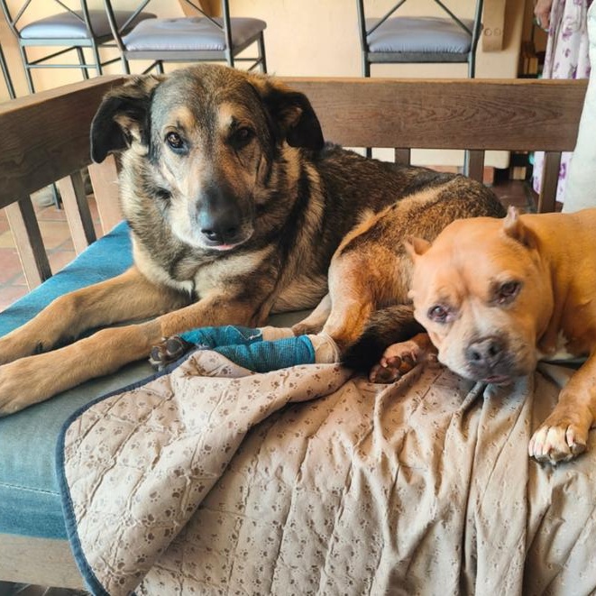 Enlarge Frank~ cat and dog loving , a Adoptable German Shepherd Dog in Irvine, CA image 3/5