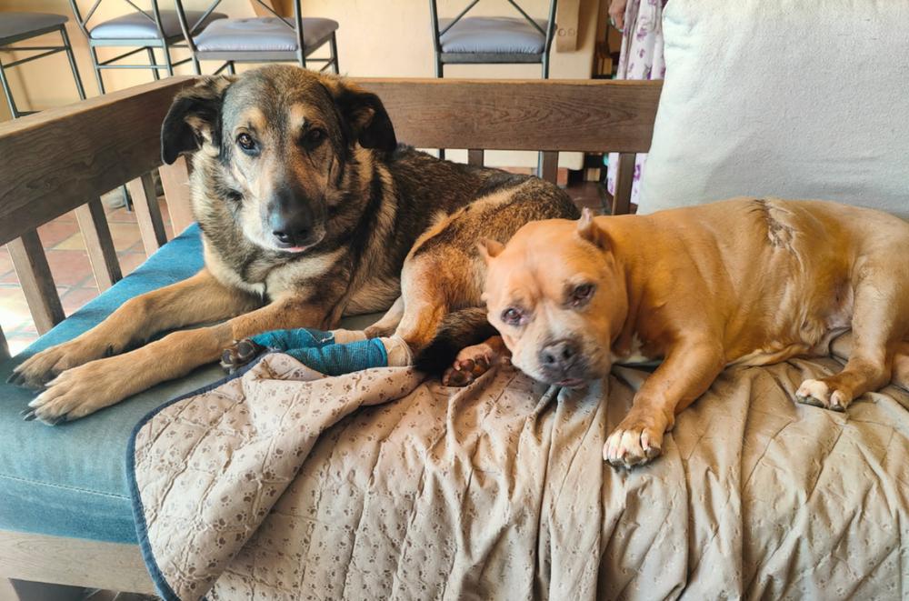 Enlarge Frank~ loving and loyal companion, a Adoptable German Shepherd Dog in Wilsonville, OR image 5/5