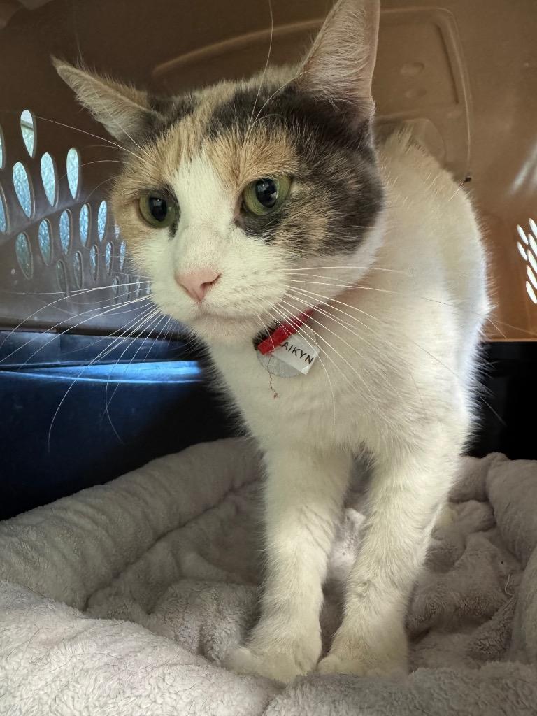 Lucky Laikyn, Adoptable, Adult Female Domestic Short Hair.