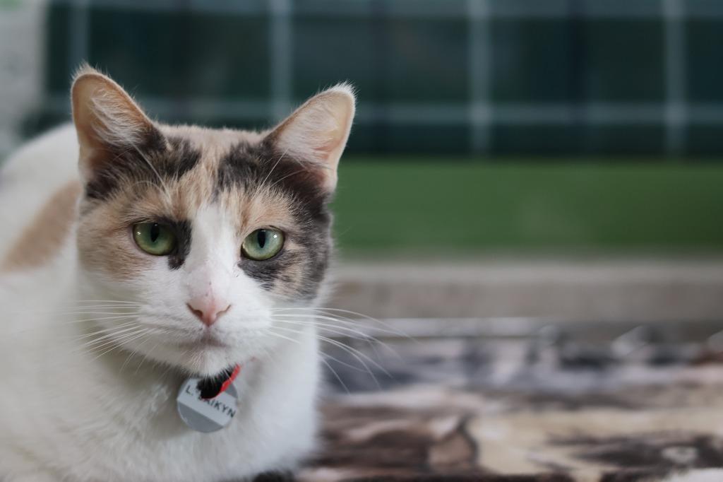 Enlarge Lucky Laikyn, a Adoptable mixed breed in Hot Springs, AR image 2/4