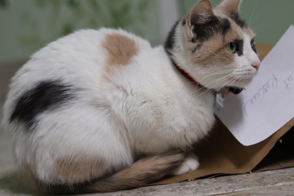 Enlarge Lucky Laikyn, a Adoptable mixed breed in Hot Springs, AR image 3/4