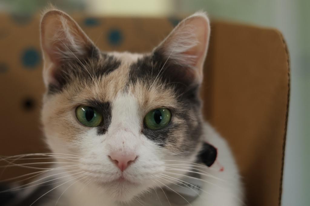 Enlarge Lucky Laikyn, a Adoptable mixed breed in Hot Springs, AR image 4/4