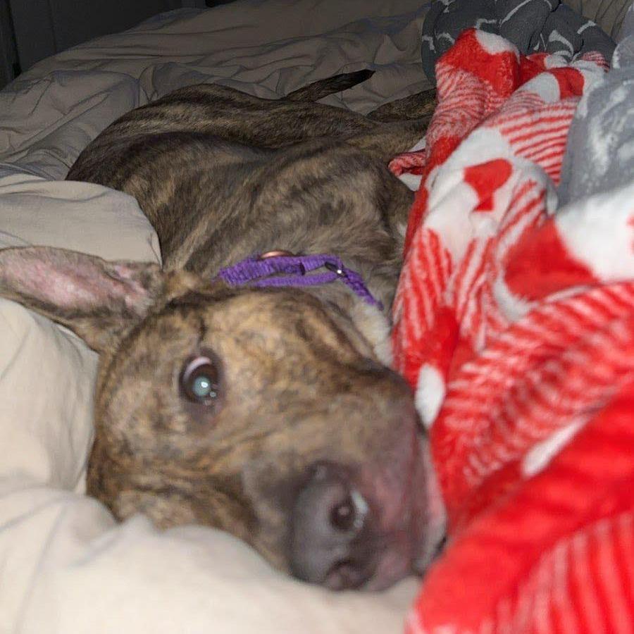 Nacho Fries, a Adoptable Mixed Breed in Chesapeake, VA image 2/6