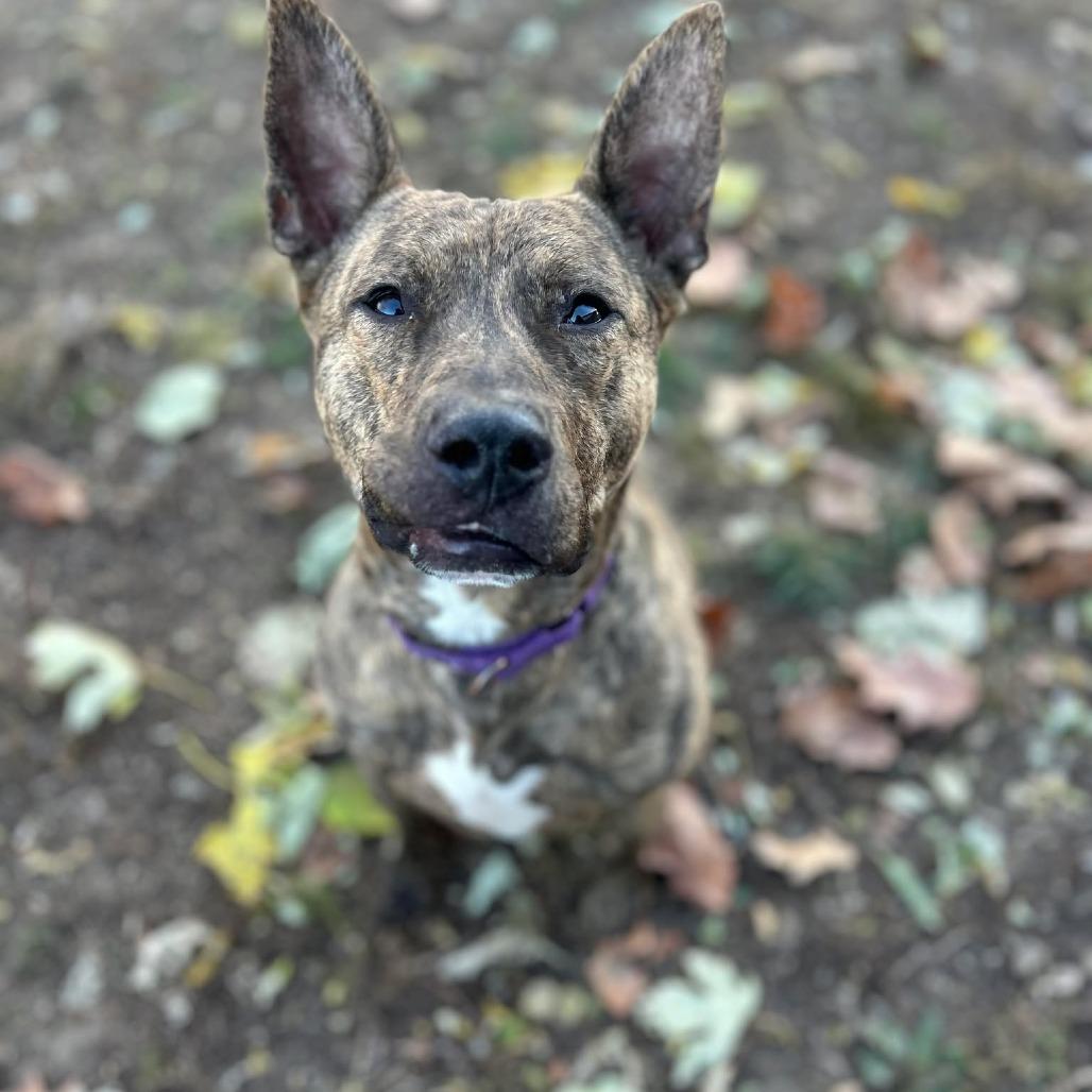 Nacho Fries, a Adoptable Mixed Breed in Chesapeake, VA image 4/6
