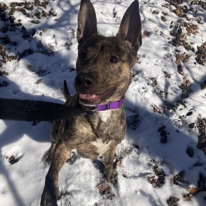 Nacho Fries, a Adoptable Mixed Breed in Chesapeake, VA image 5/6