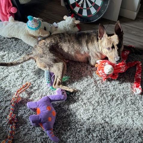 Nacho Fries, a Adoptable Mixed Breed in Chesapeake, VA image 6/6