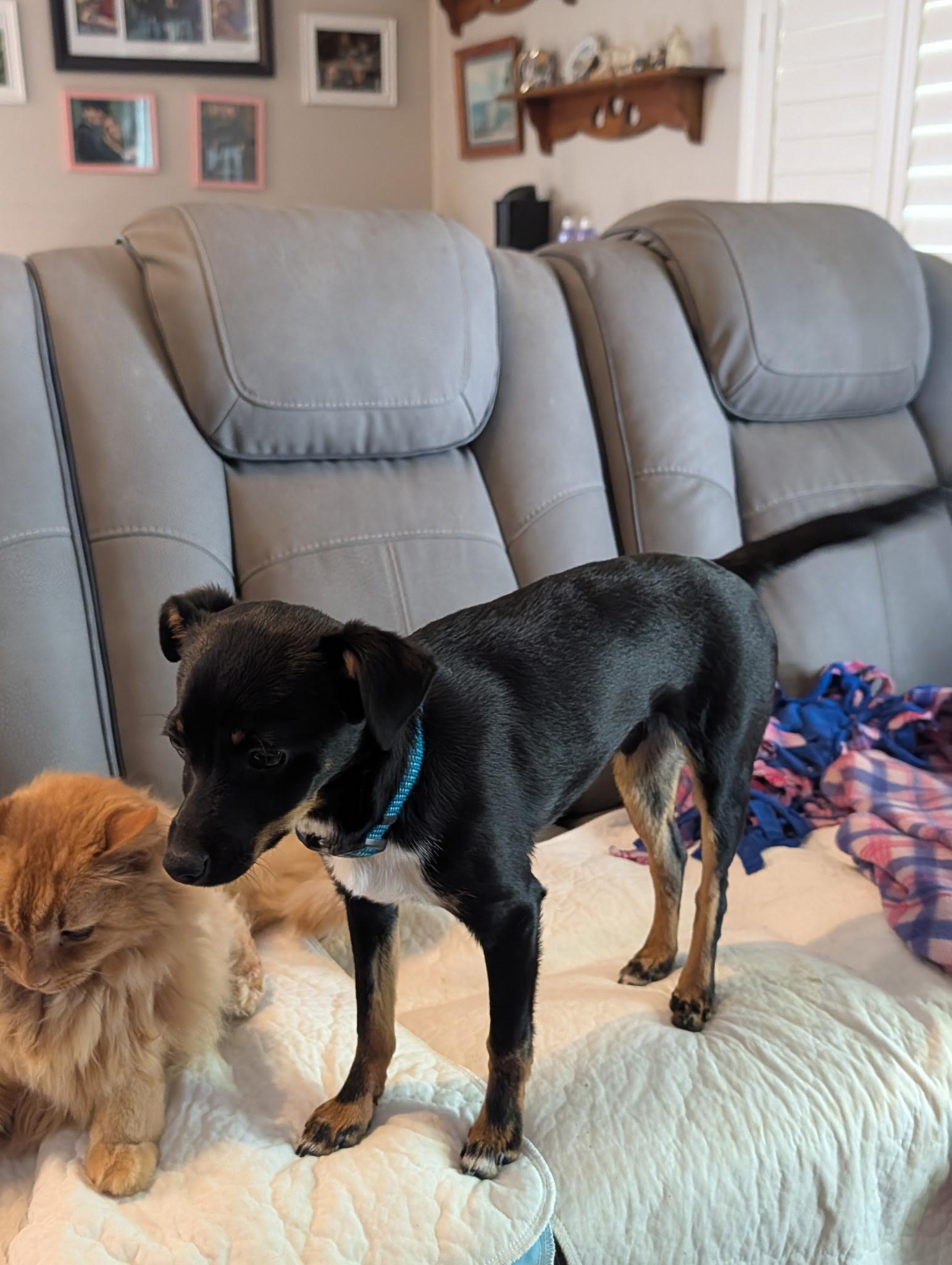 Enlarge Billy, a ADOPTABLE mixed breed in Redding, CA image 5/5