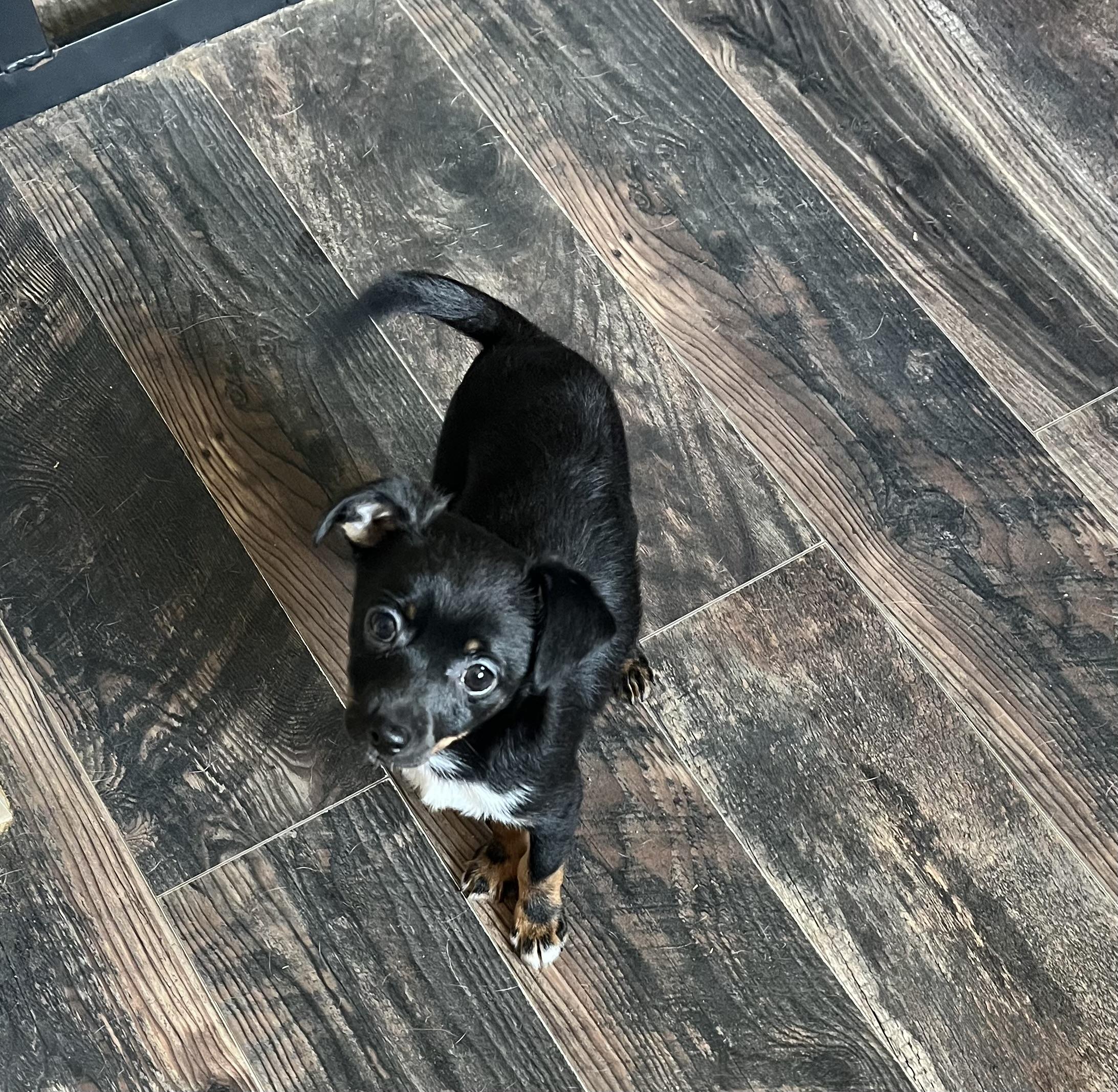 Enlarge Billy, a ADOPTABLE mixed breed in Redding, CA image 3/3