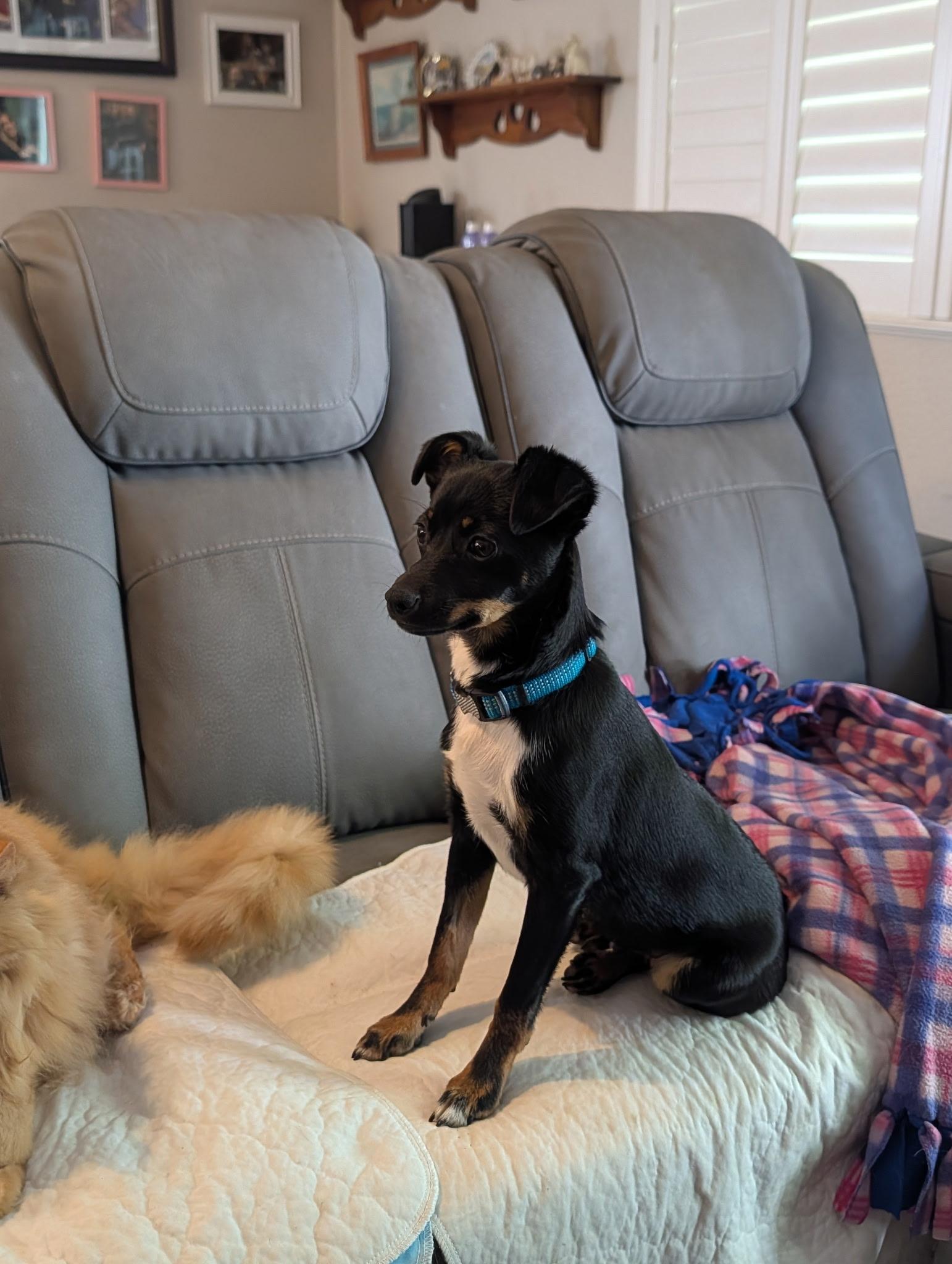 Billy, ADOPTABLE, Puppy Male Chihuahua.