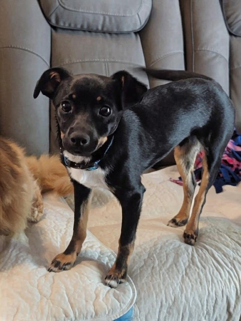 Enlarge Billy, a ADOPTABLE mixed breed in Redding, CA image 4/5