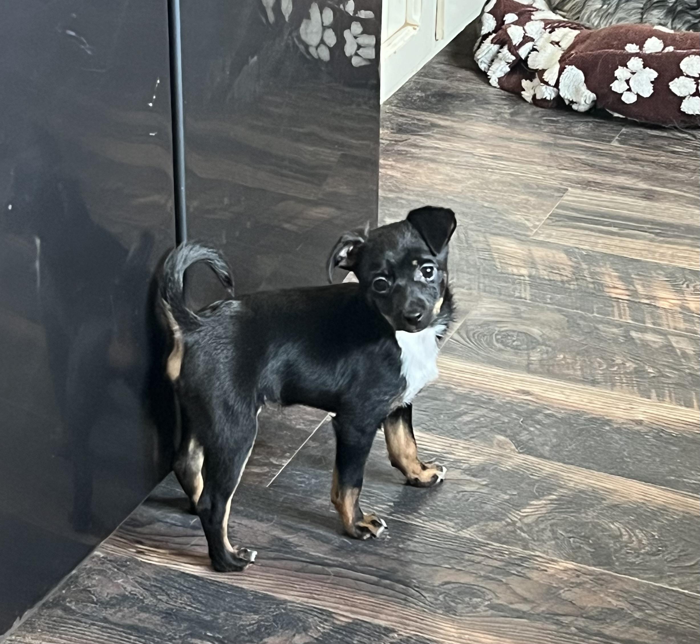 Billy, ADOPTABLE, Puppy Male Chihuahua.