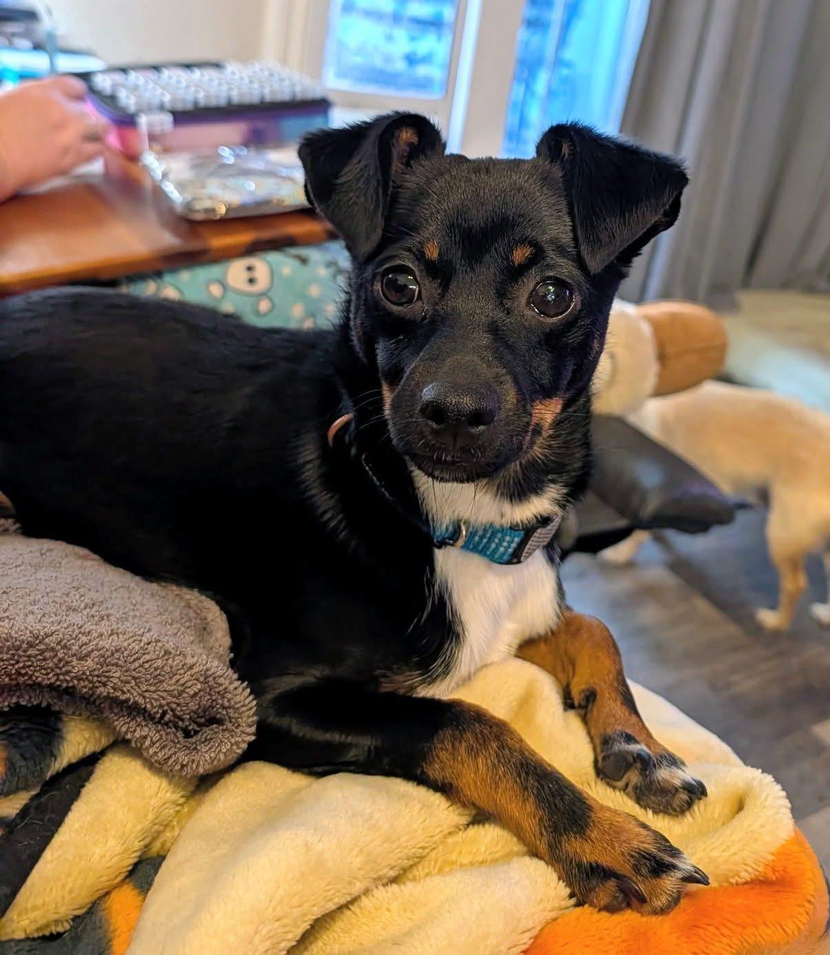 Billy, ADOPTABLE, Young Male Chihuahua.