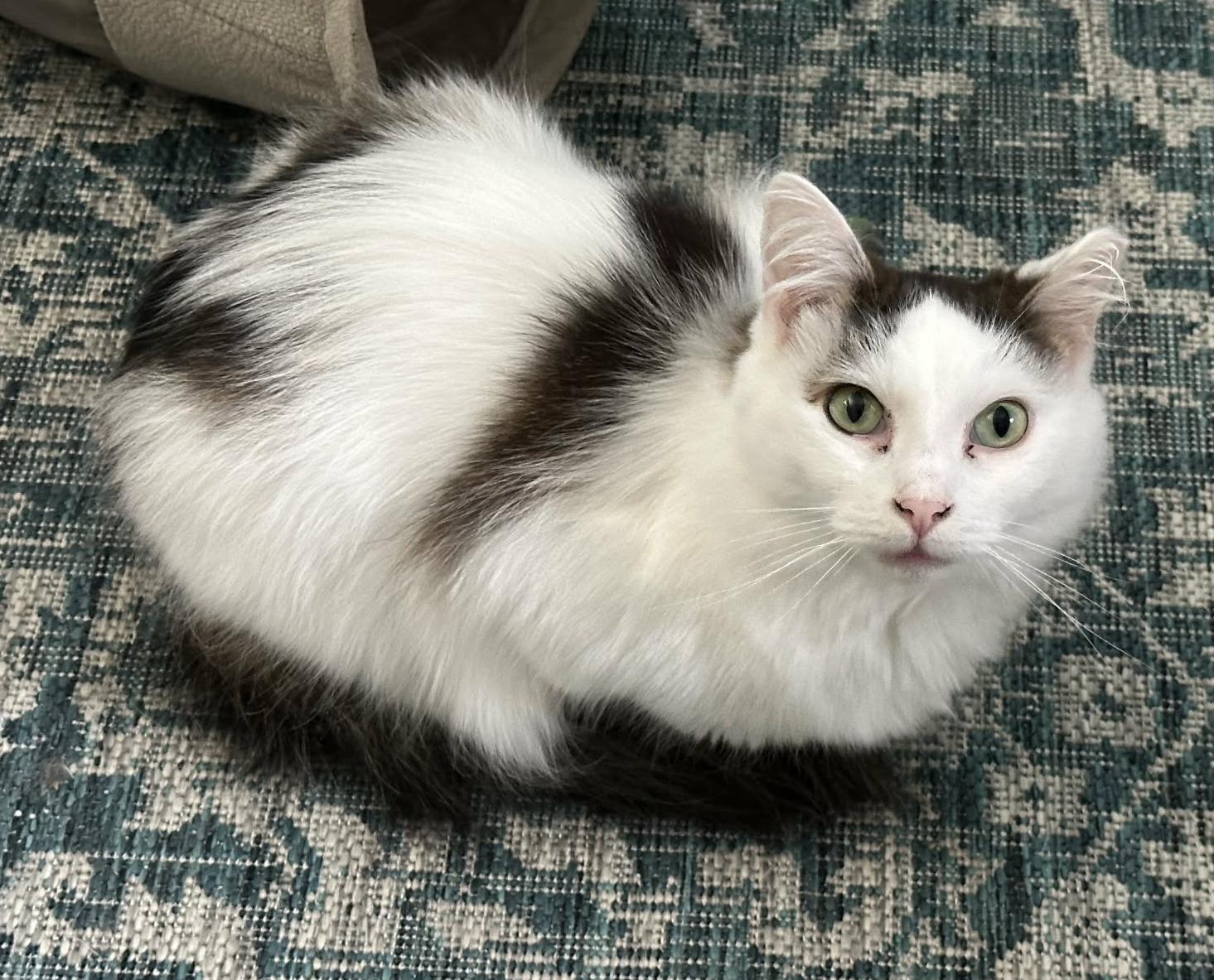 Enlarge Darius & Armstrong (Bonded), an adopted Domestic Short Hair in Rochester, NY image 2/6