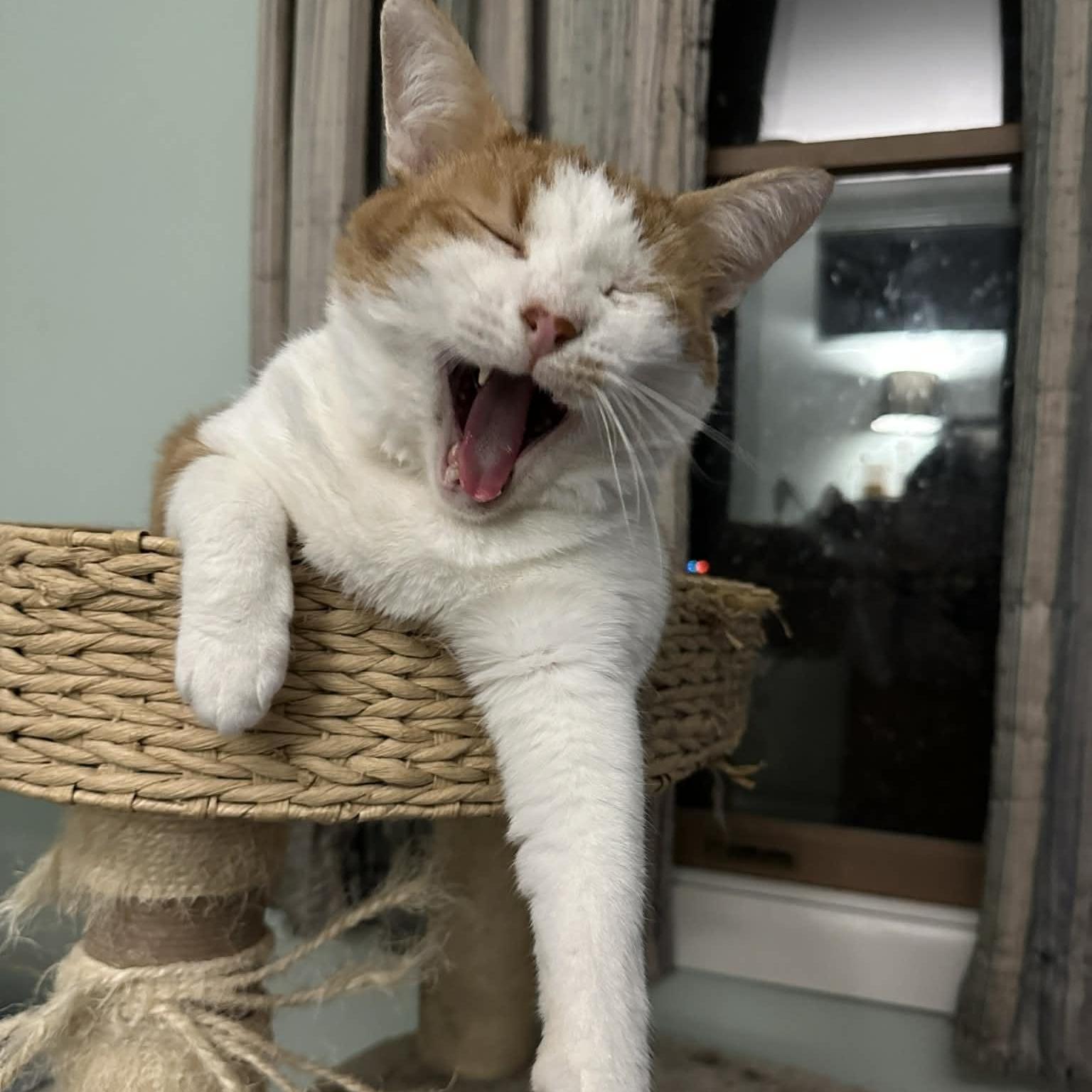 Enlarge Darius & Armstrong (Bonded), an adopted Domestic Short Hair in Rochester, NY image 4/6