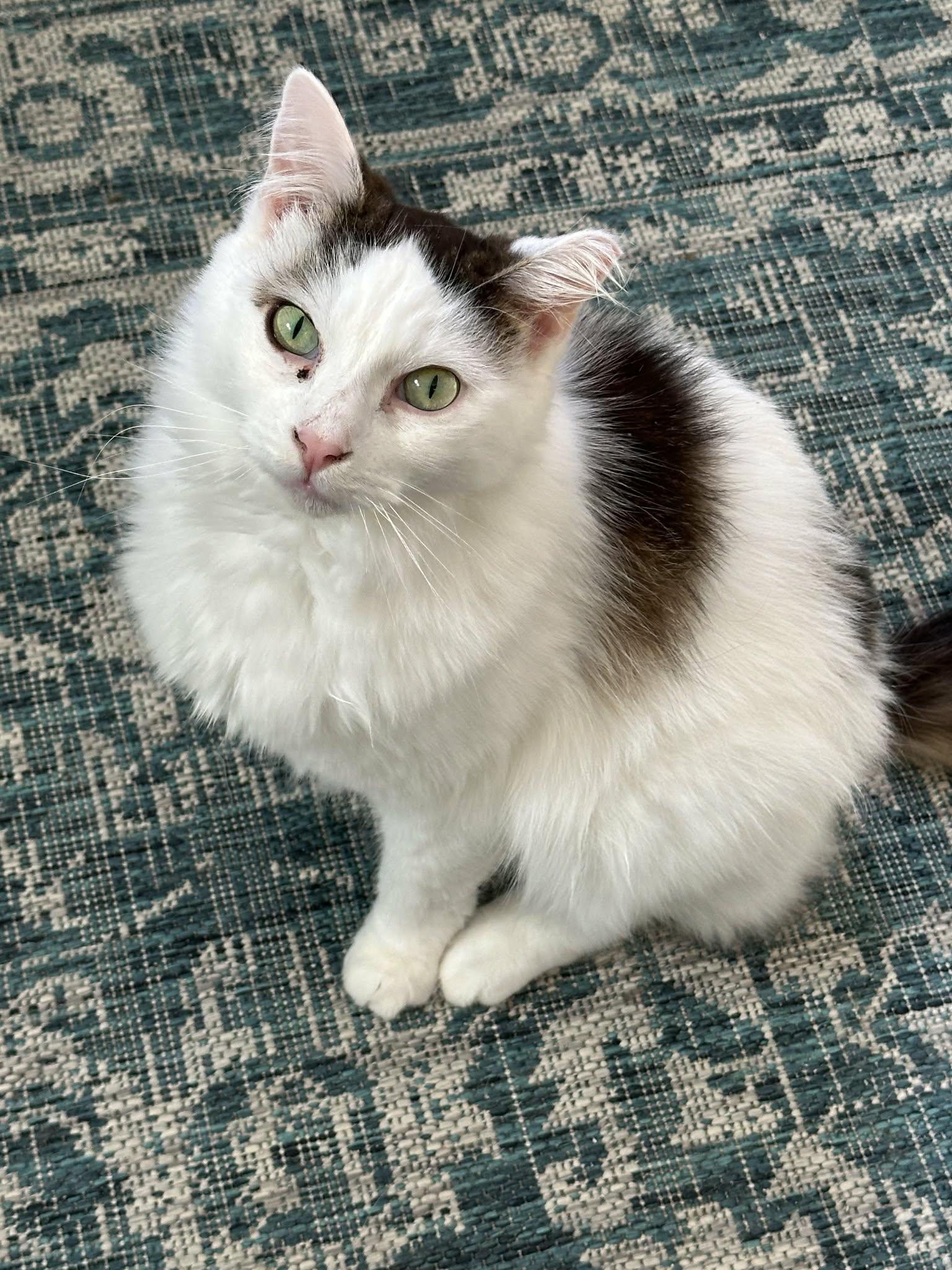 Enlarge Darius & Armstrong (Bonded), an adopted Domestic Short Hair in Rochester, NY image 6/6