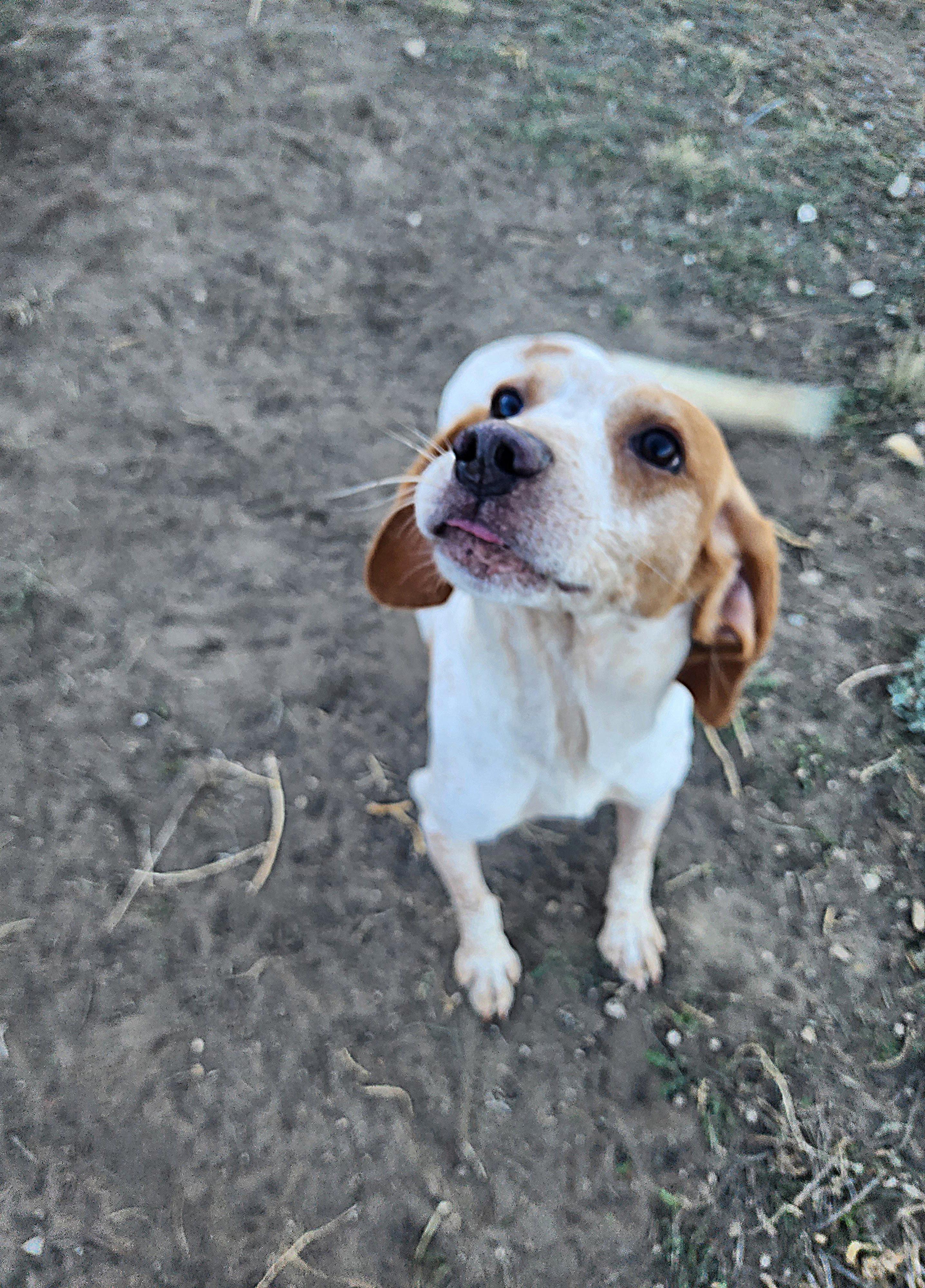 Usher, an adoptable Beagle, German Shorthaired Pointer in Hartville, WY, 82215 | Photo Image 3